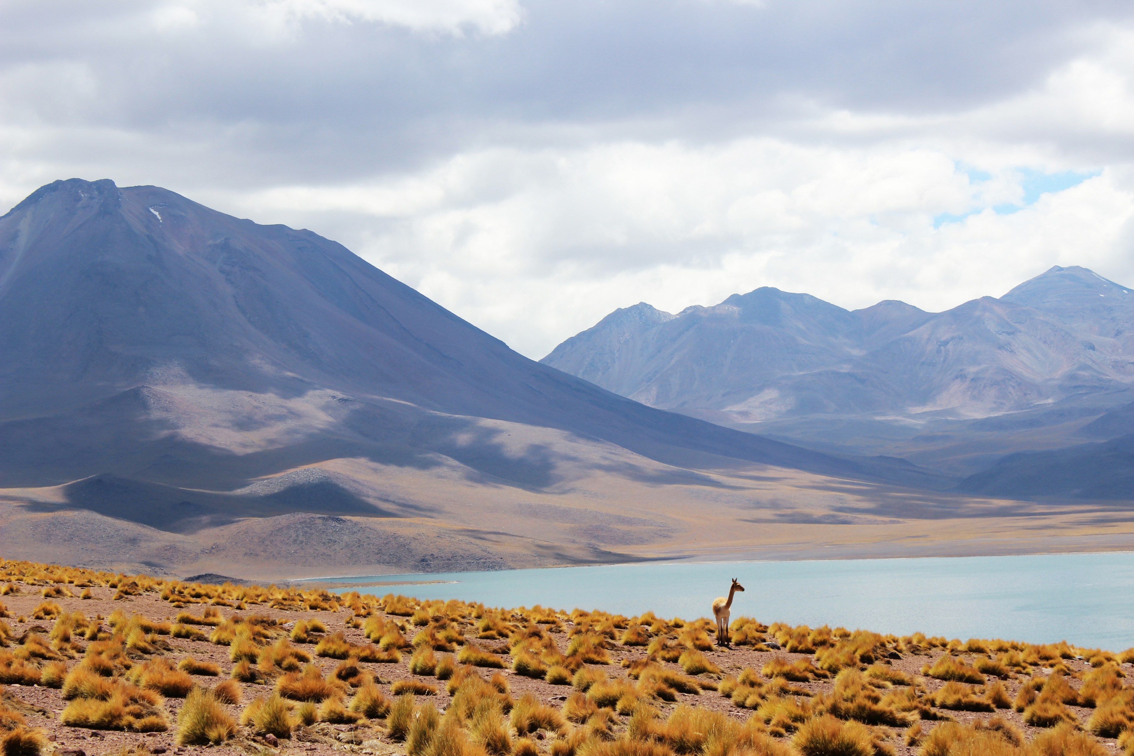 a lone llama among brown patches of grass on the shore of a mountain lake, llama by a mountain lake 4k, HD Wallpaper