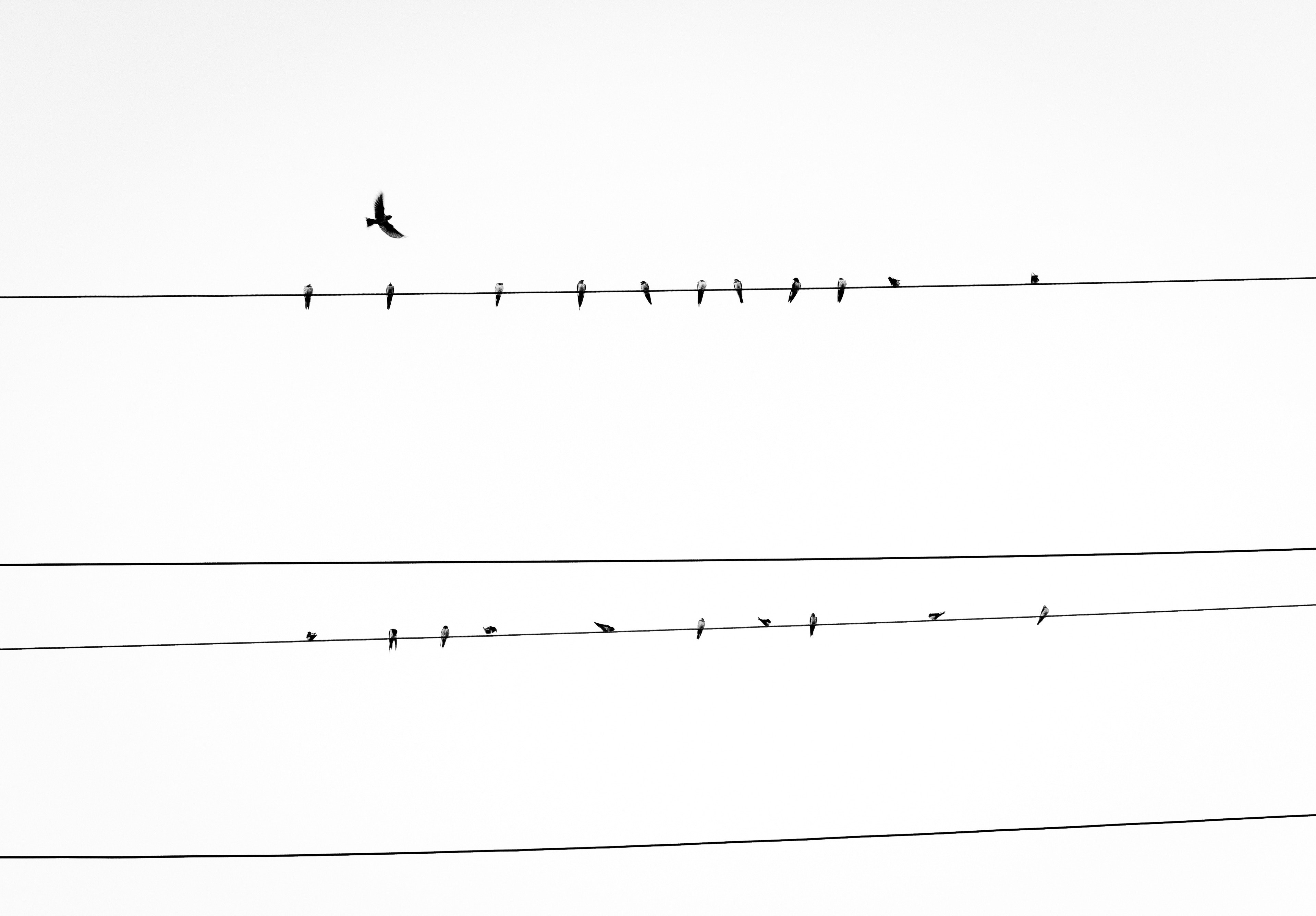 birds are roosting on the power lines in north falmouth, _birds roosting power lines 4k, HD Wallpaper