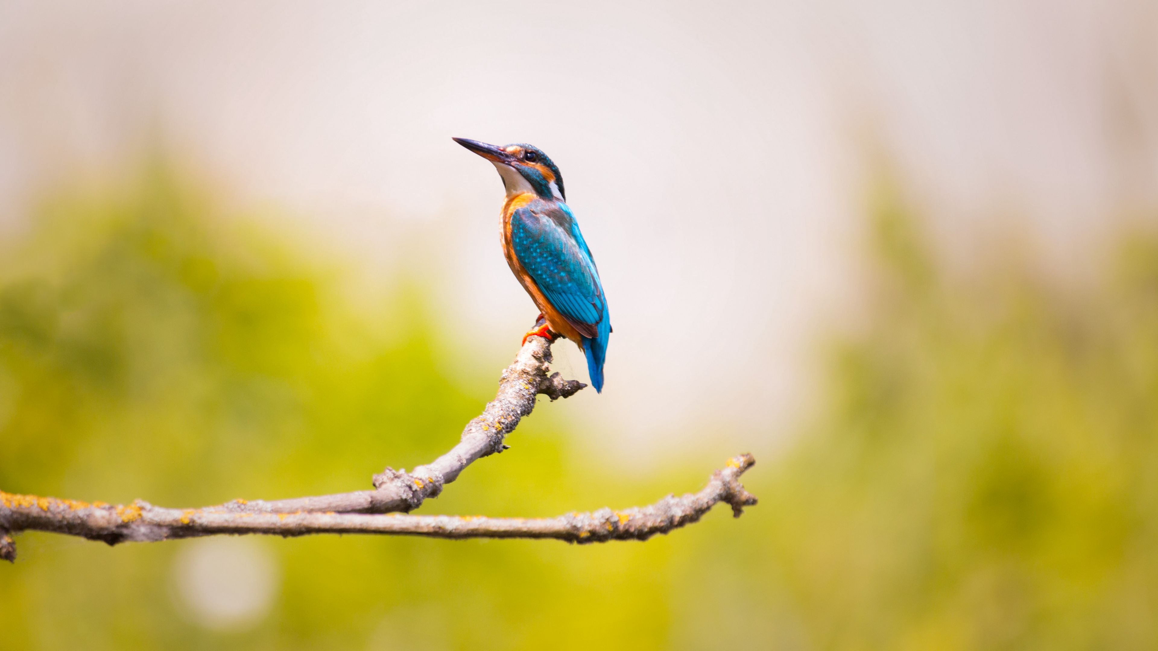 kingfisher, bird, branch, blur, 4k, HD Wallpaper