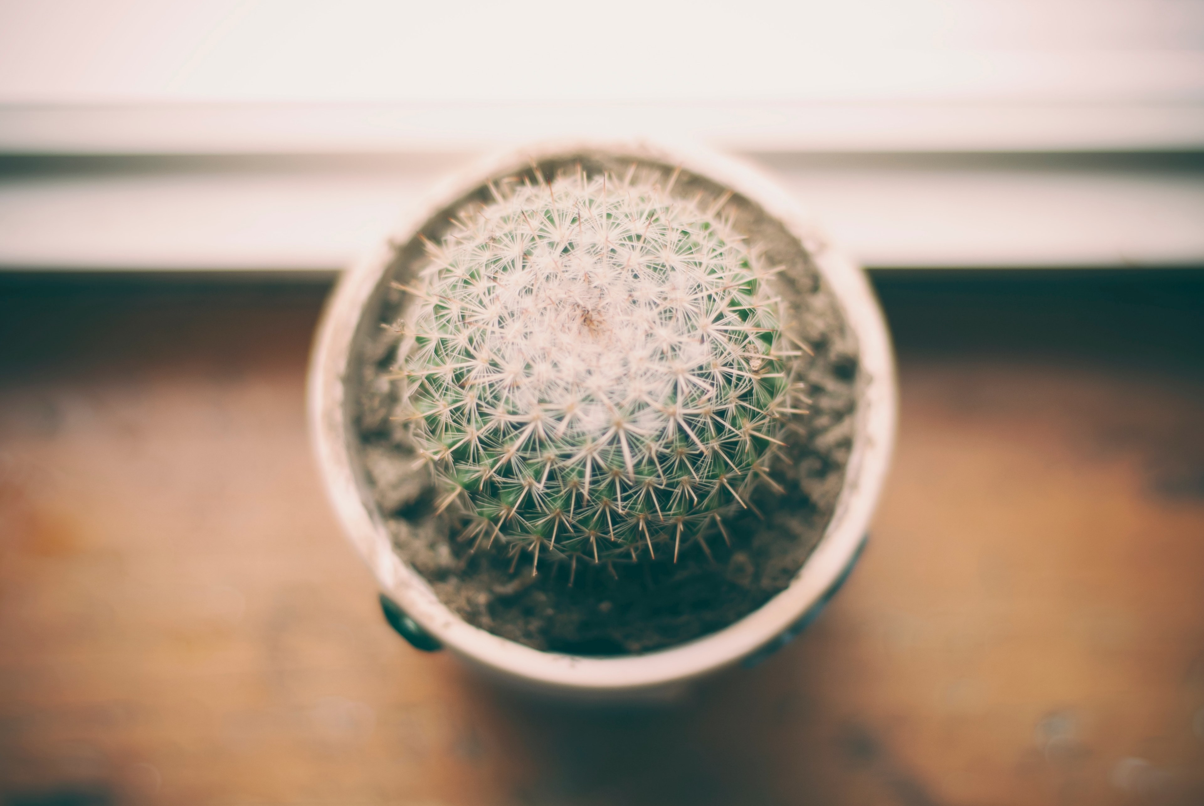 potted green cactus with many white thorns sits on wooden surface, potted cactus white thorns 4k, HD Wallpaper