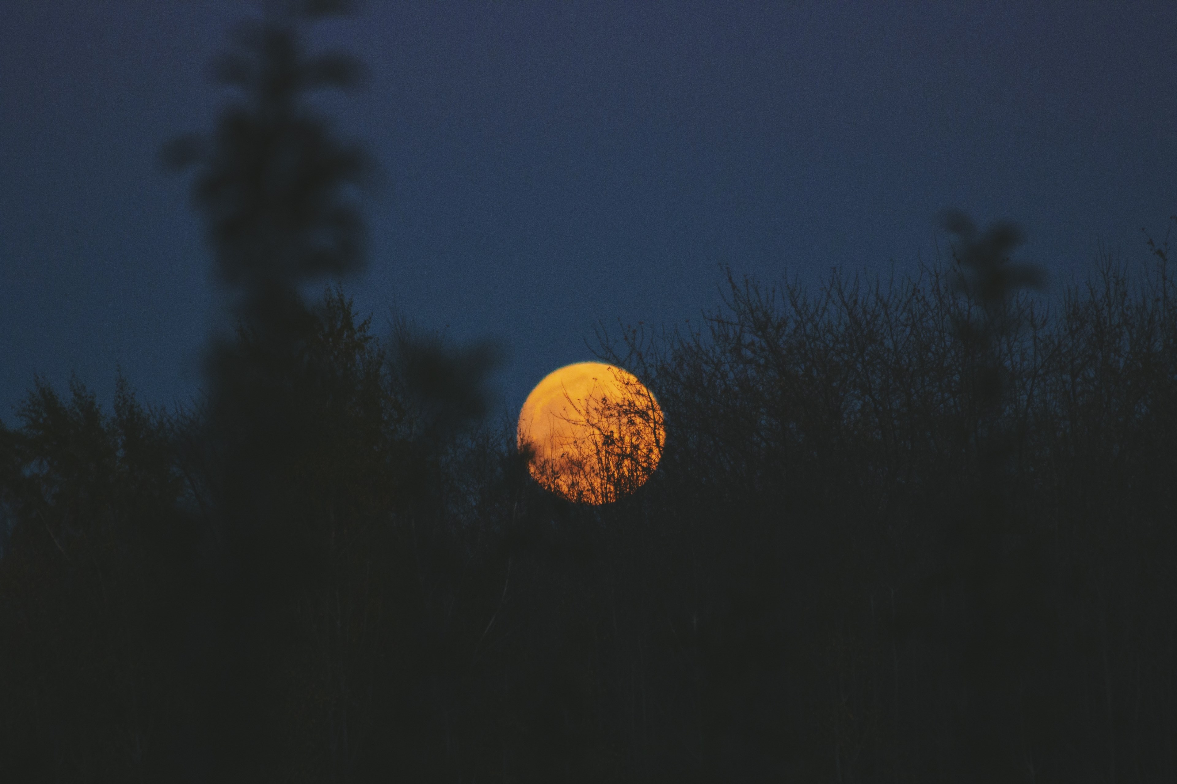 silhouette trees lightly obscure the orange moon in a gray night sky, yellow moon through treetops 4k, HD Wallpaper