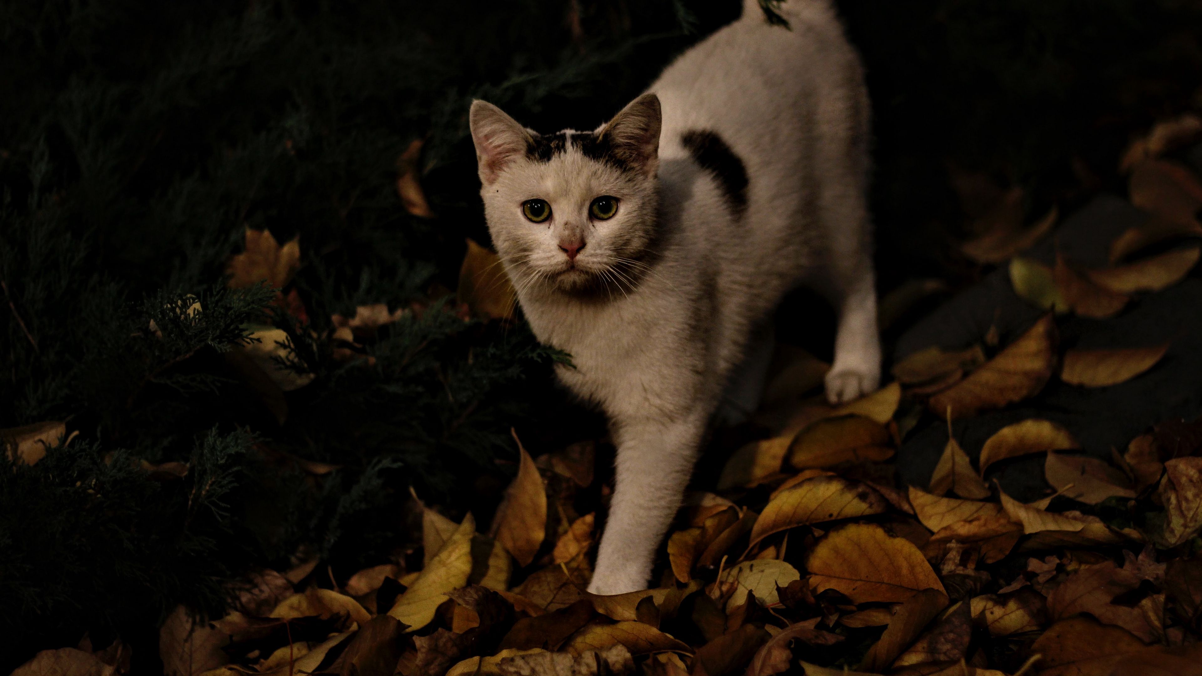 cat, autumn, street, 4k, HD Wallpaper