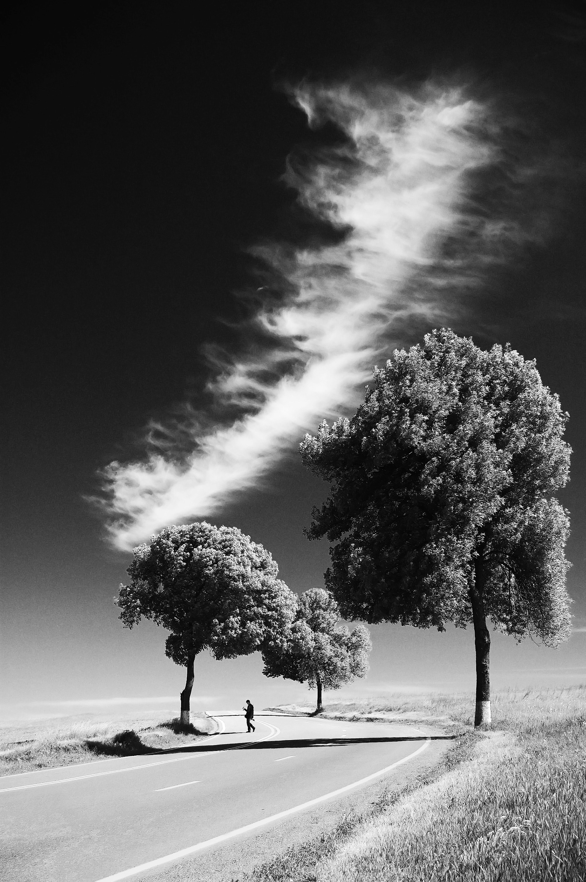 road countryside tree and black and white hd, 4k, Phone HD Wallpaper