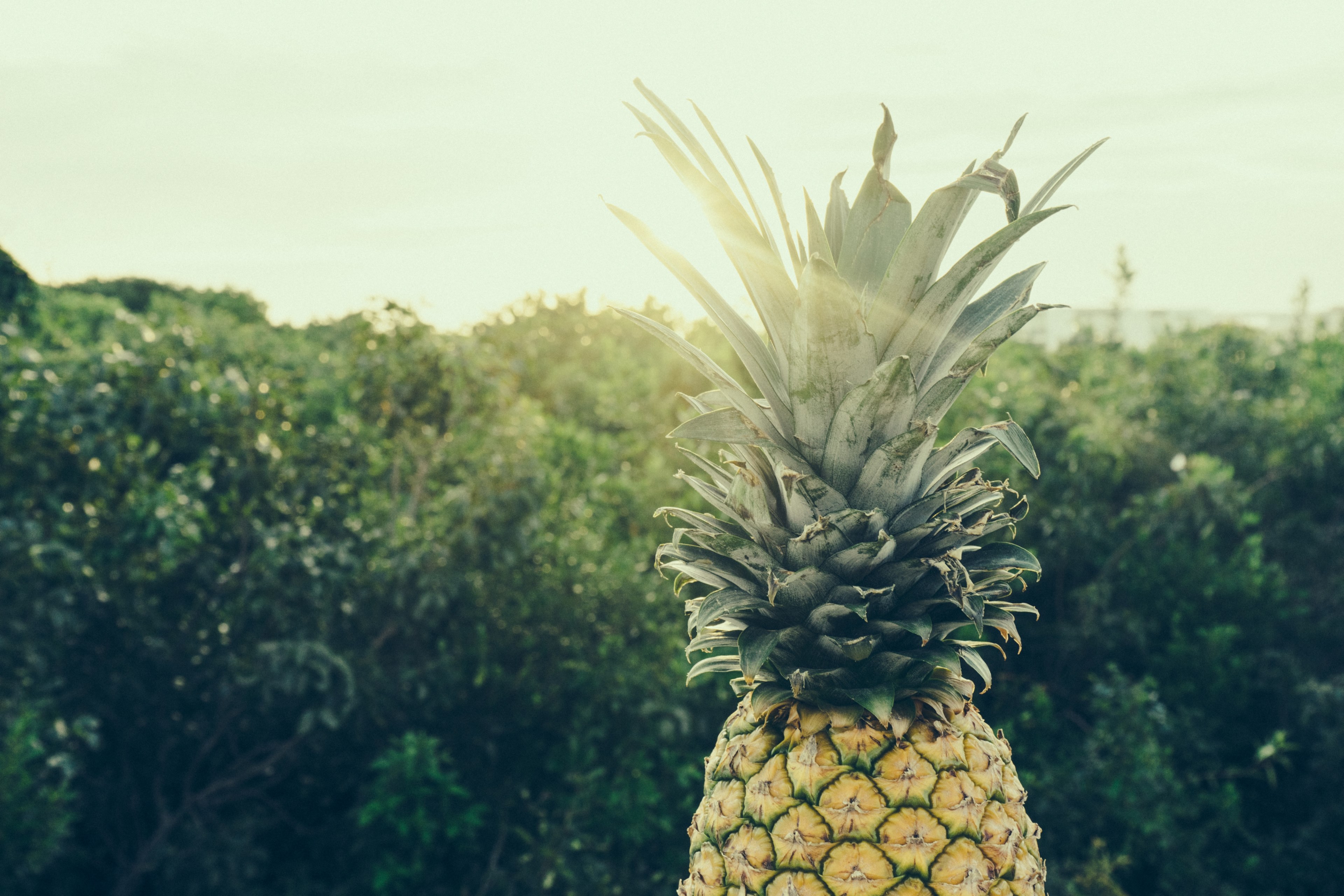 the top half of a pineapple with trees and the sun in the background, _pineapple top half 4k, HD Wallpaper