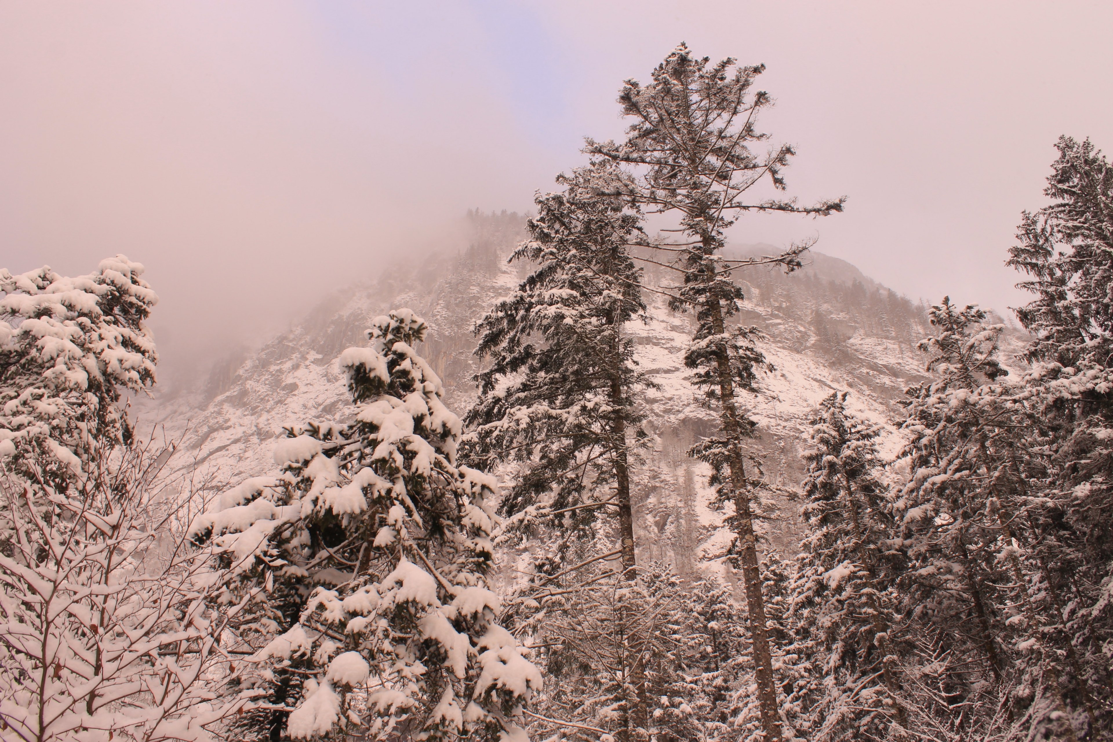 a low angle shot of tall trees below a towering mist shrouded mountain peak, imposing mountain under snow 4k, HD Wallpaper