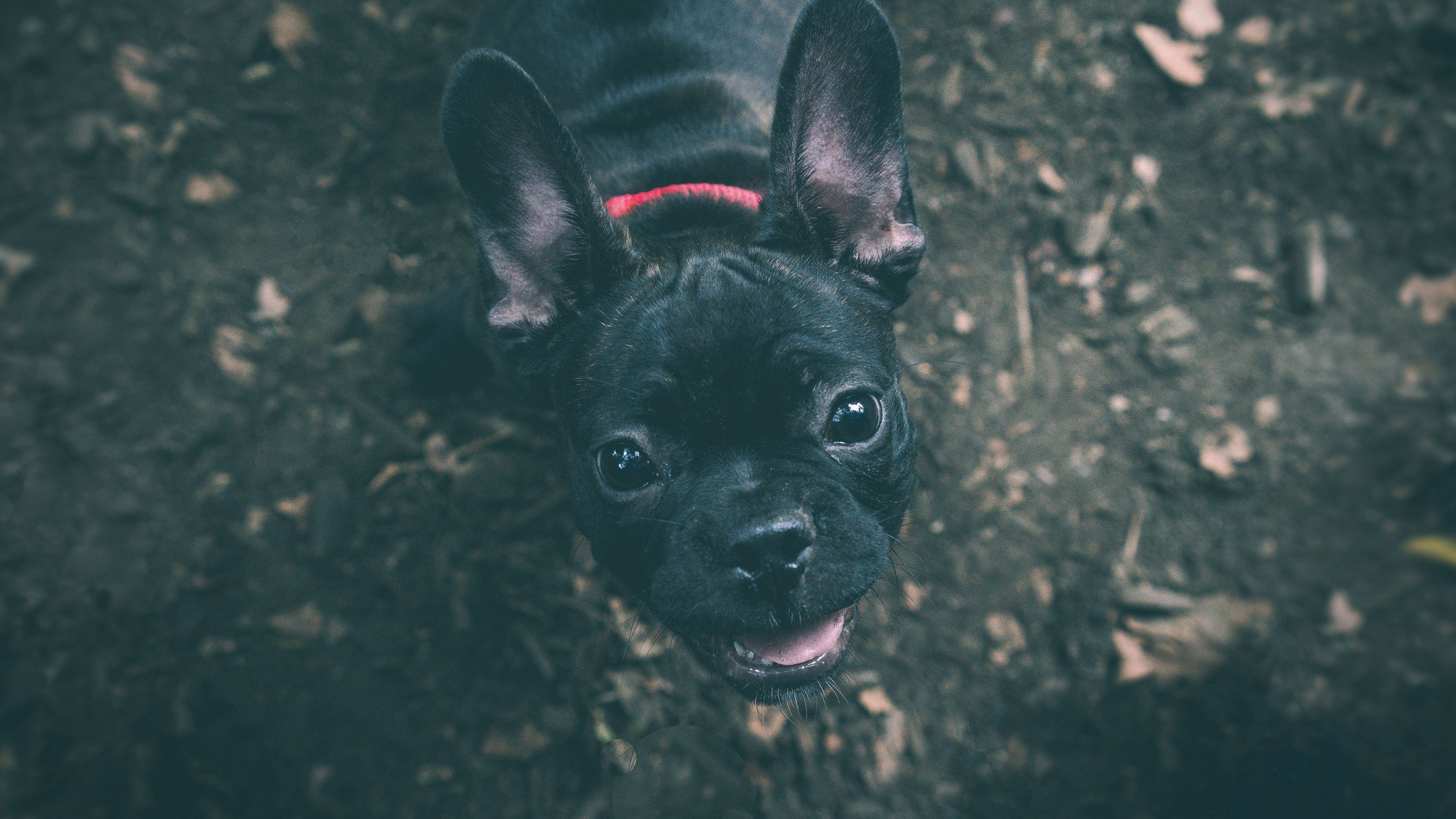 dog, bulldog, muzzle, 4k, HD Wallpaper
