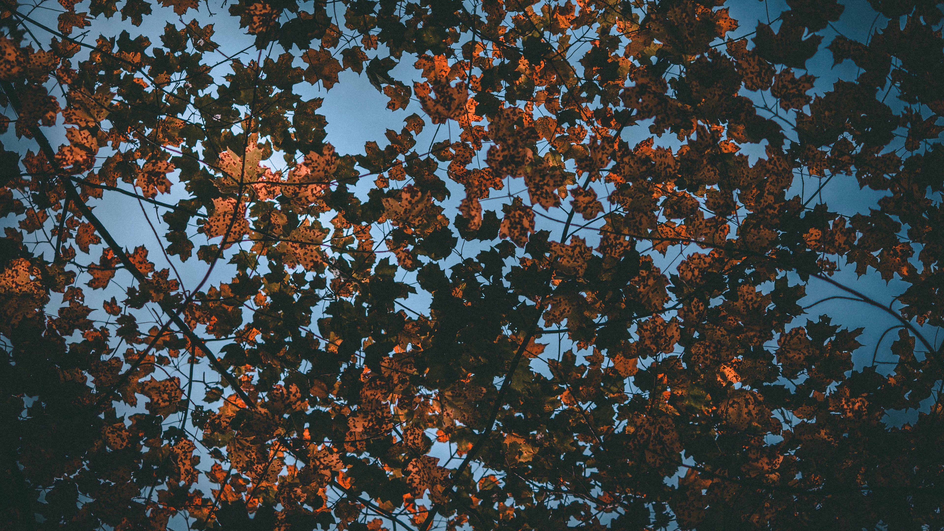 leaves, autumn, dry, sky, 4k, HD Wallpaper