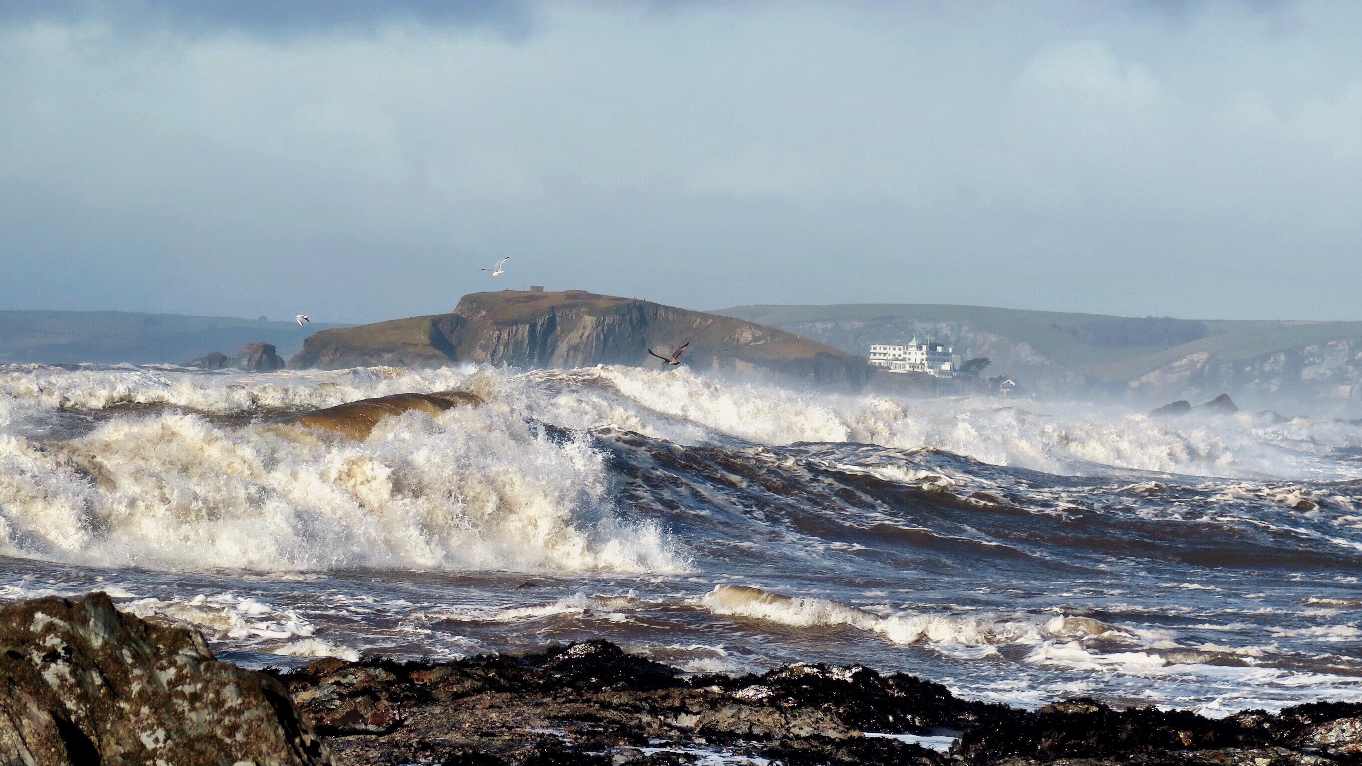 seaside roughsea seagull and wafe 4k, HD Wallpaper