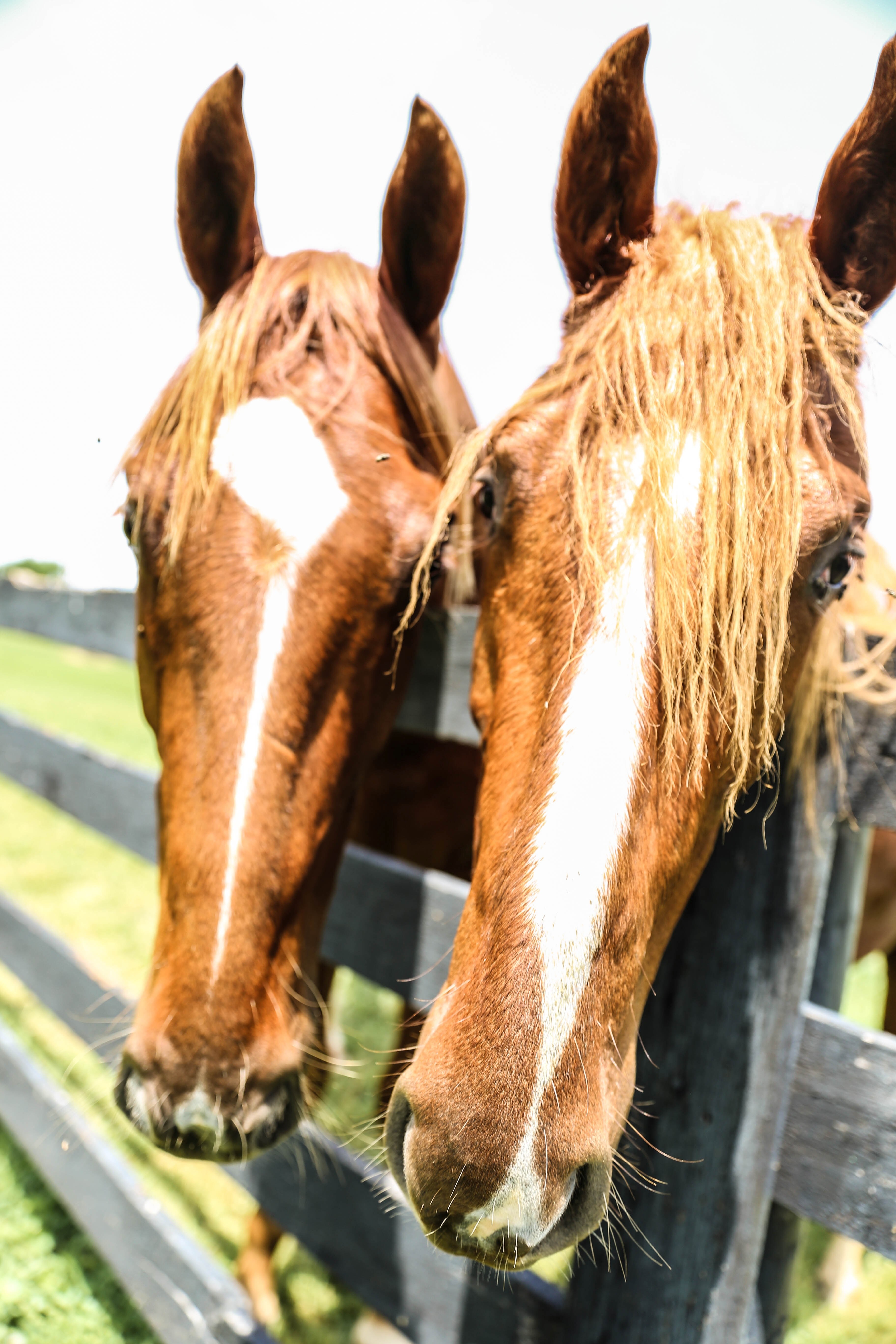 beautiful horses outside of louisville ky 4k, Phone HD Wallpaper