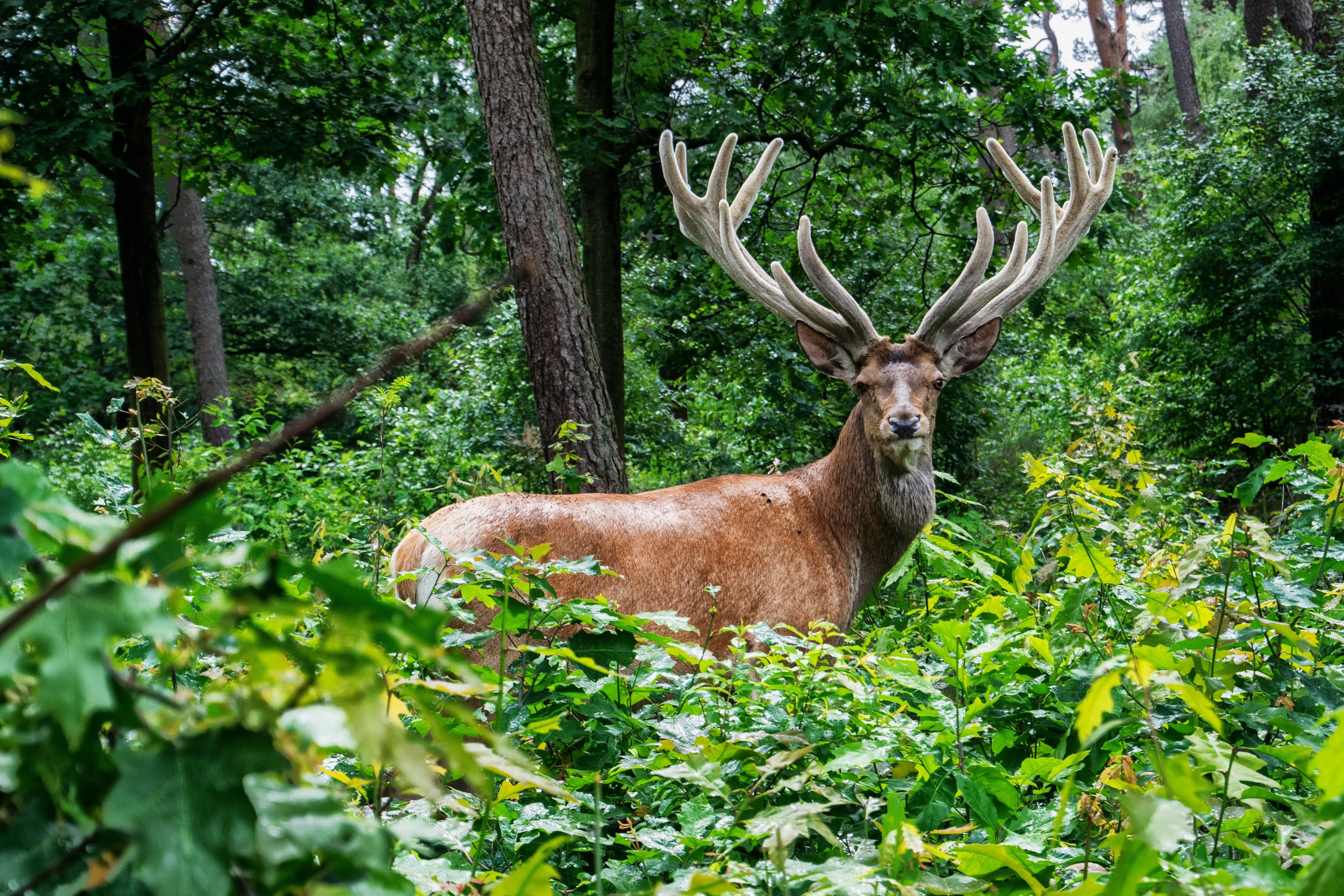 a large red deer standing behind tree saplings in a forest and looking at the camera, impressive red deer 4k, HD Wallpaper