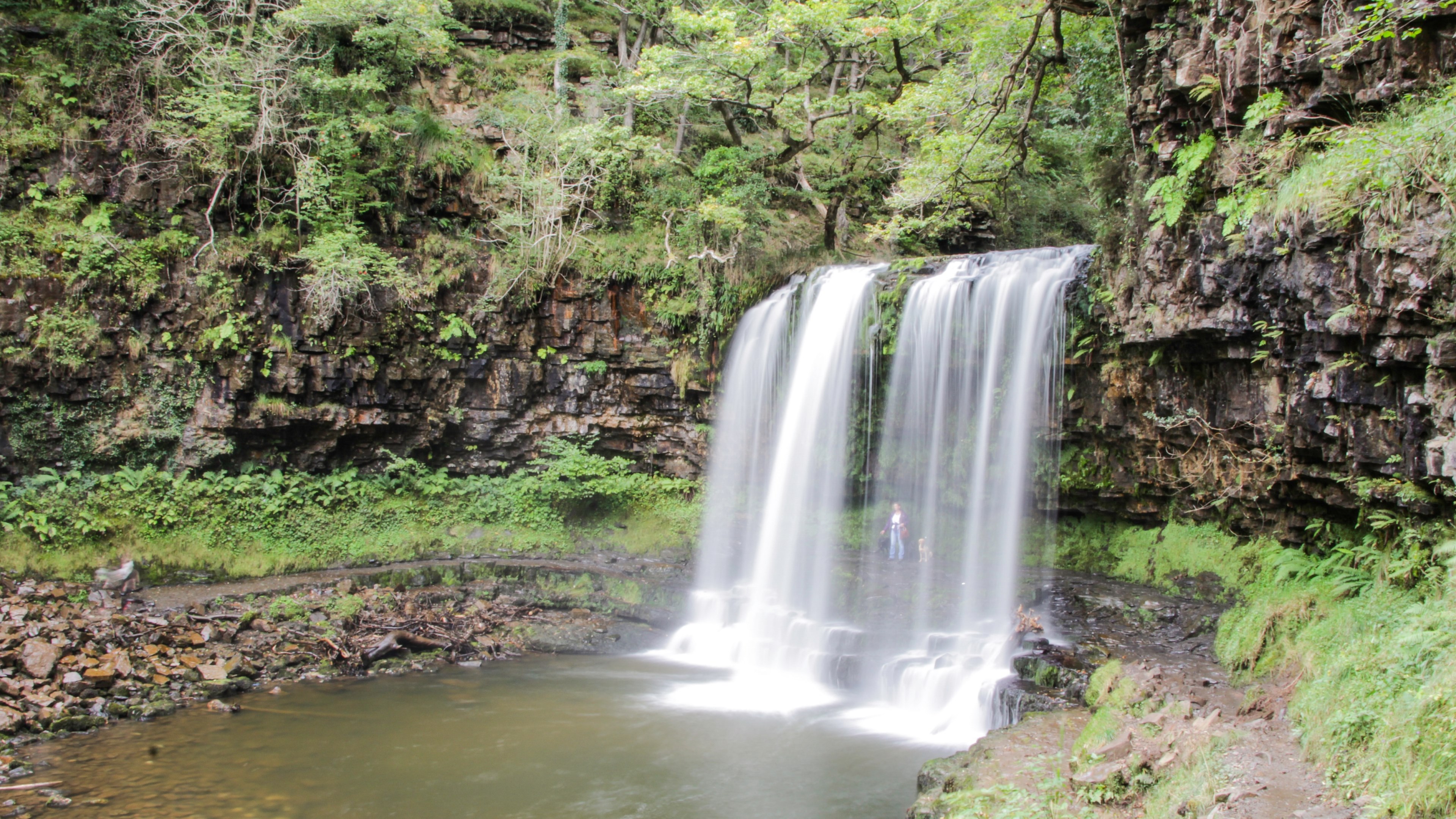 long exposure forest river and tree 4k, HD Wallpaper