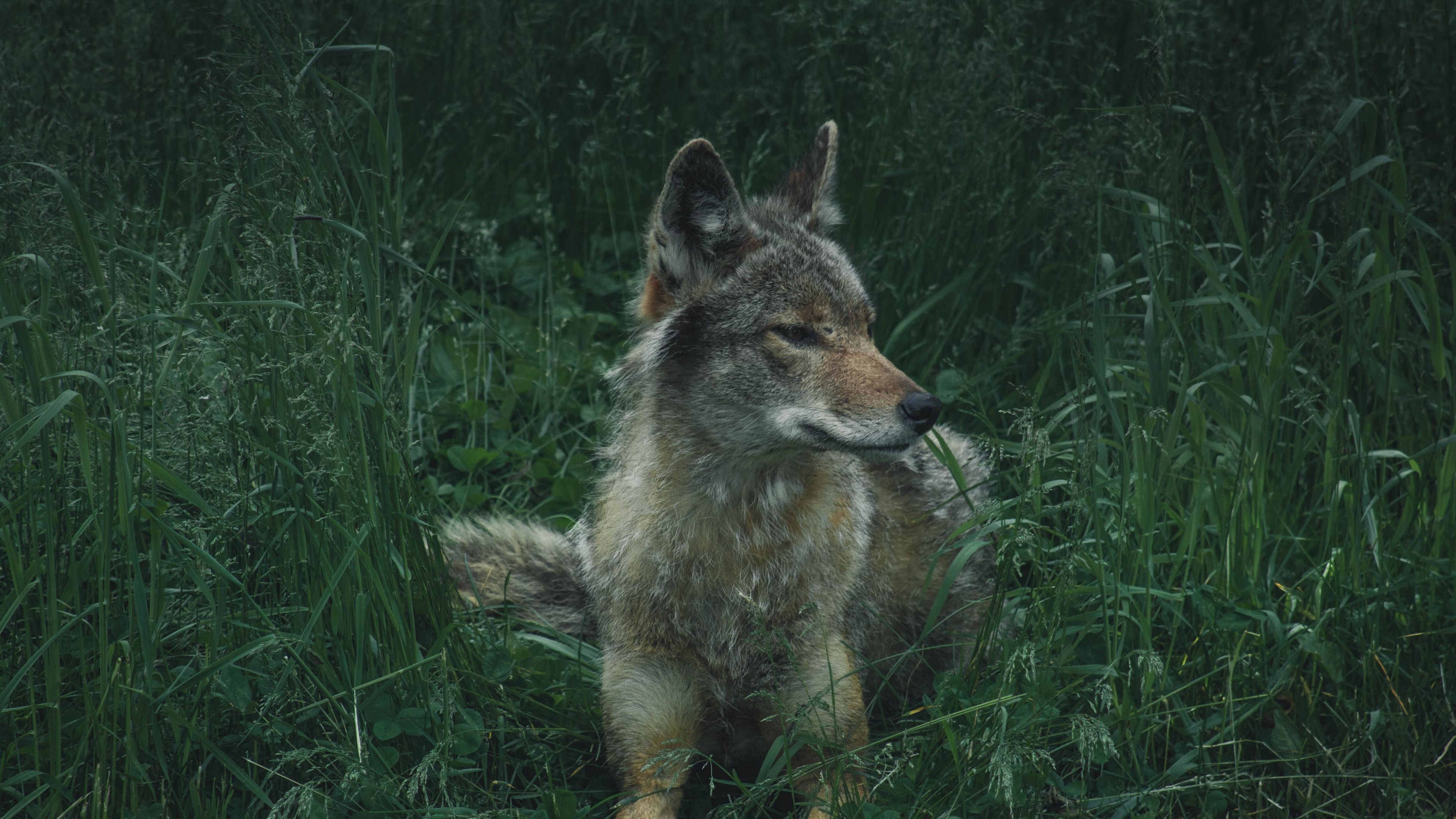 wolf, predator, grass, 4k, HD Wallpaper