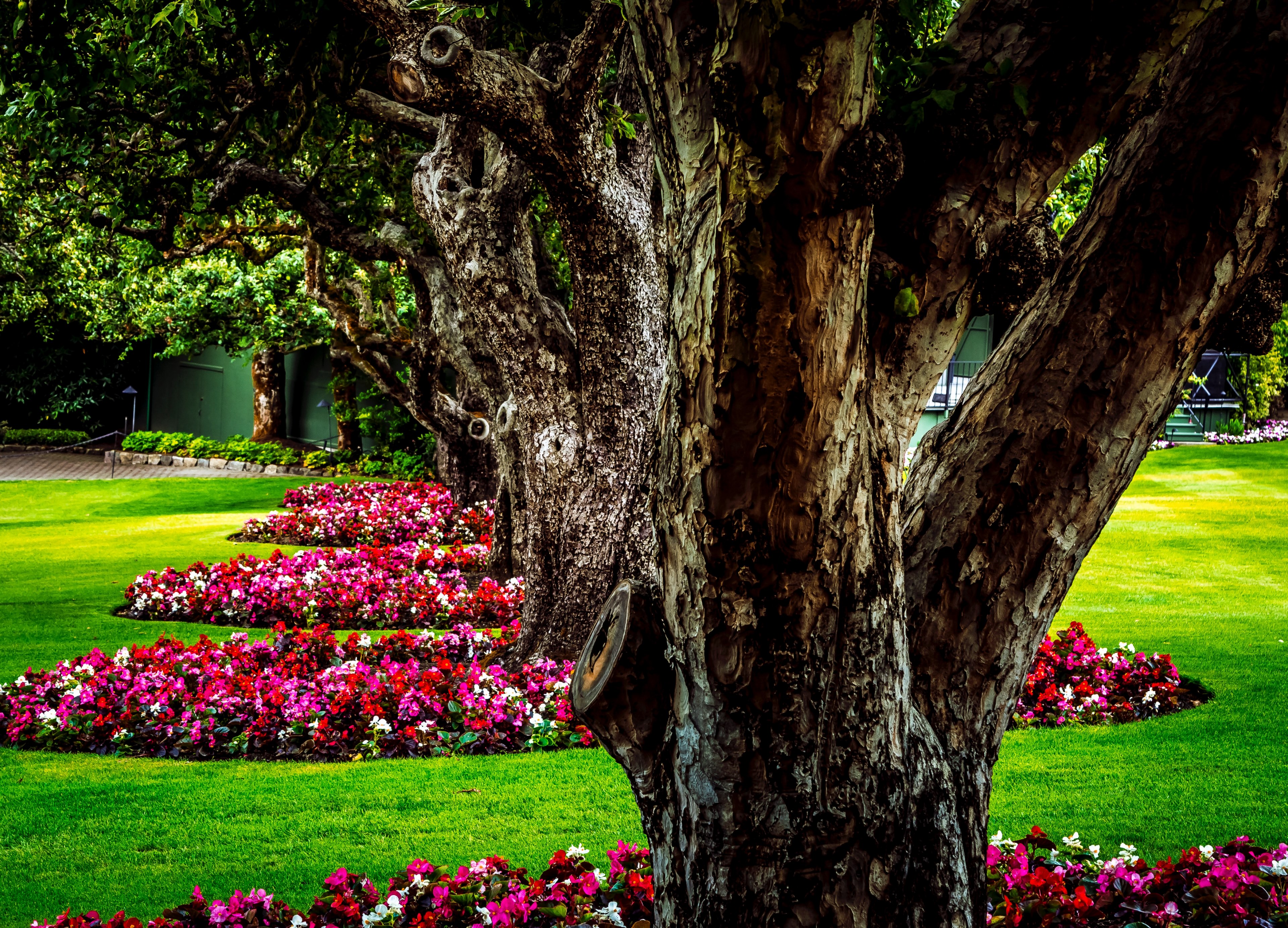 flower gardening plant and garden 4k, HD Wallpaper