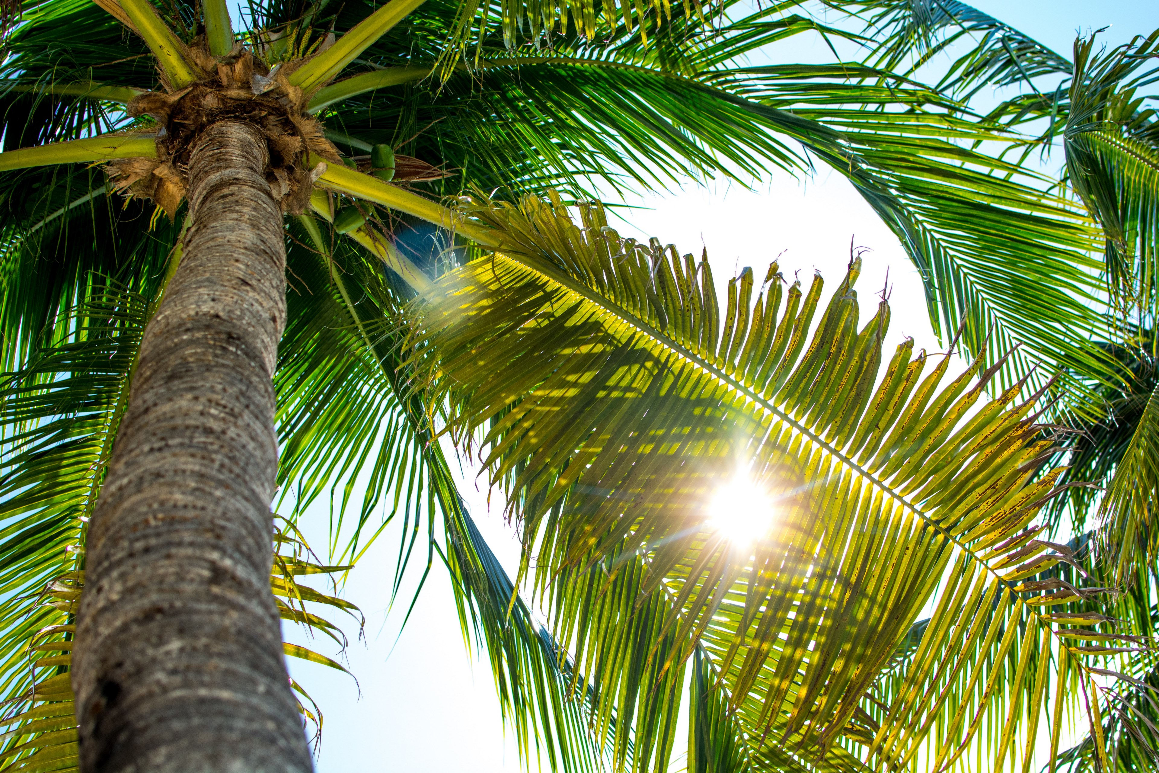 tall palm branch and focu 4k, HD Wallpaper