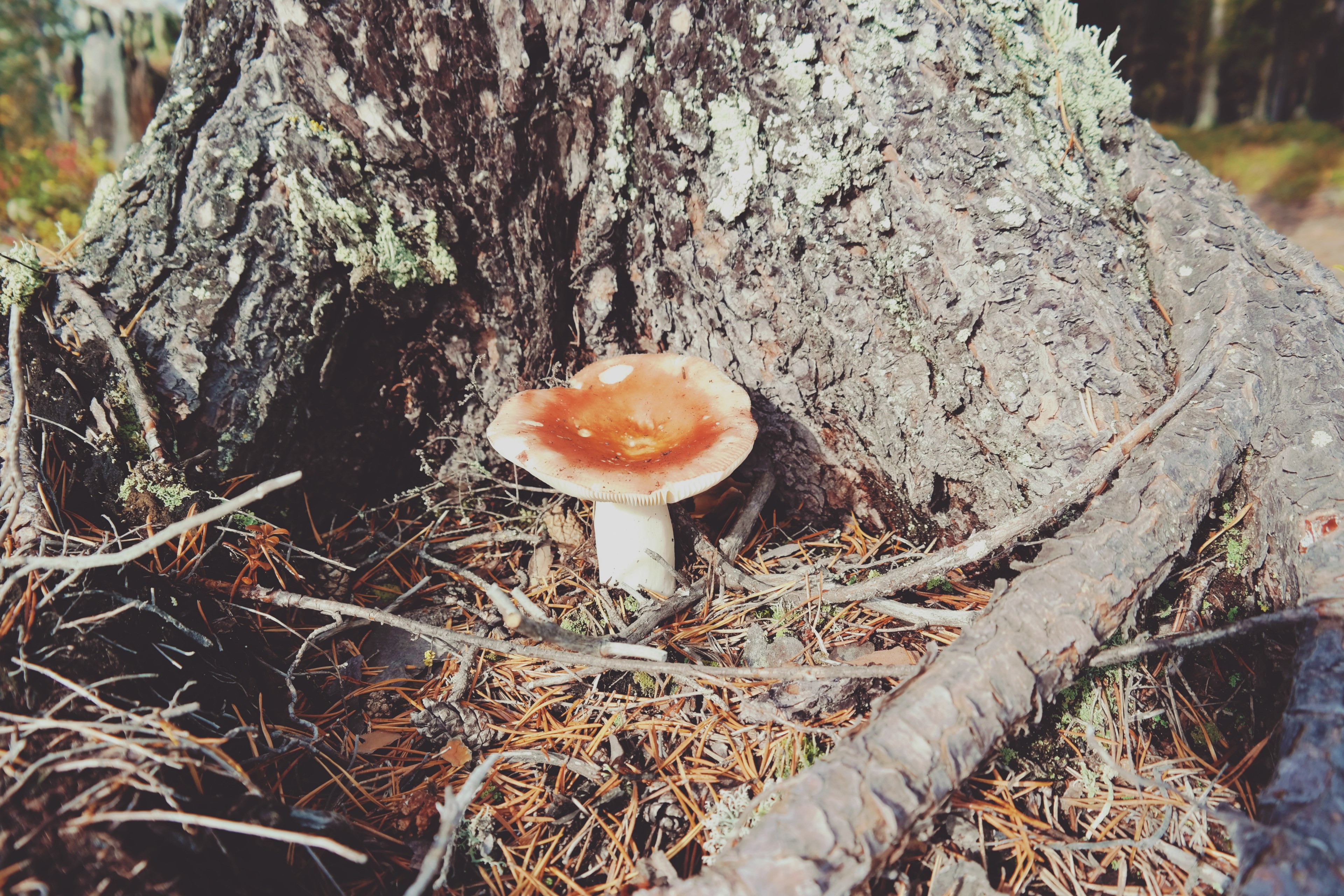 food produce vegetable and mushroom 4k, HD Wallpaper