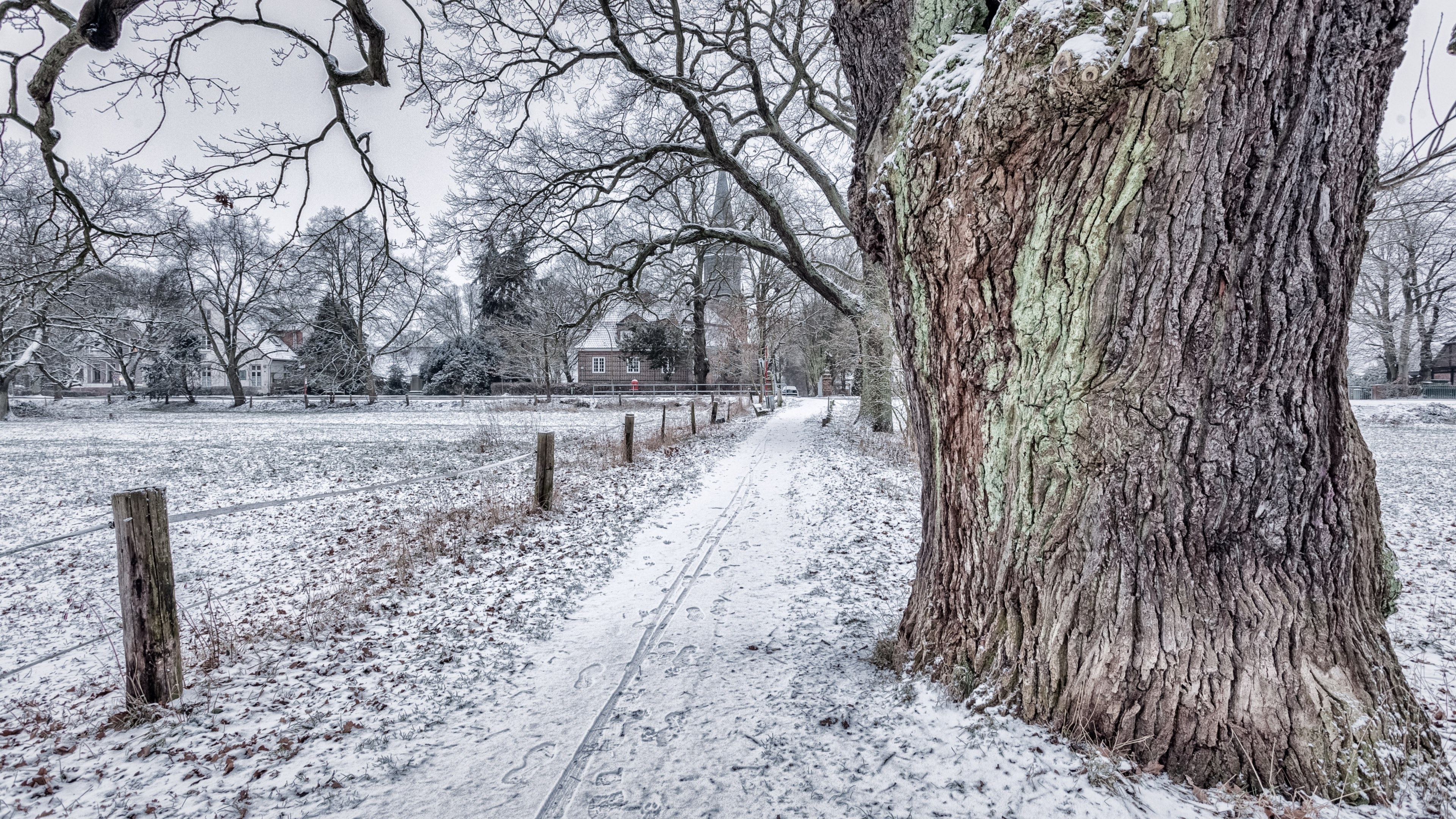 tree snow hamburg and nature 4k, HD Wallpaper