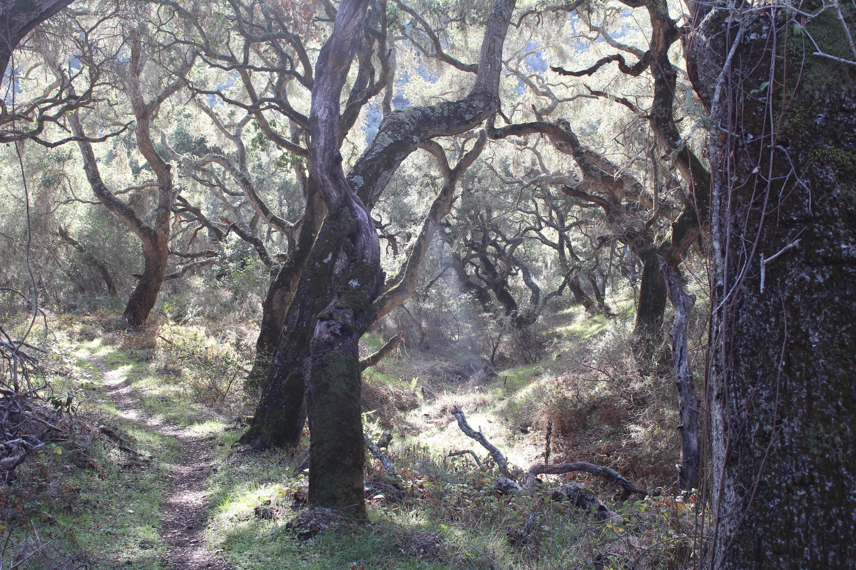 californium sun ray forest and tree 4k, HD Wallpaper