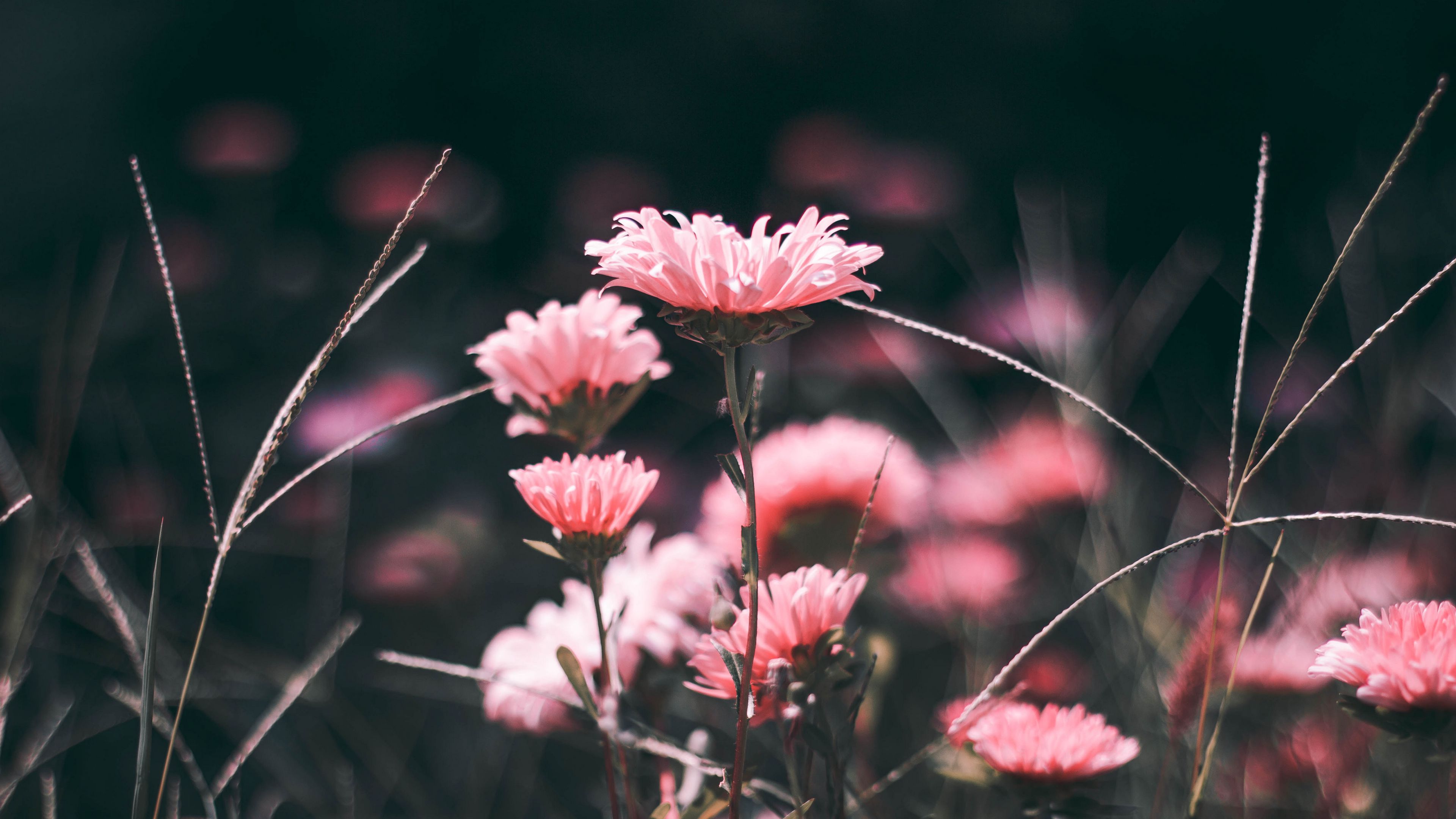 flowers, pink, blur, 4k, HD Wallpaper