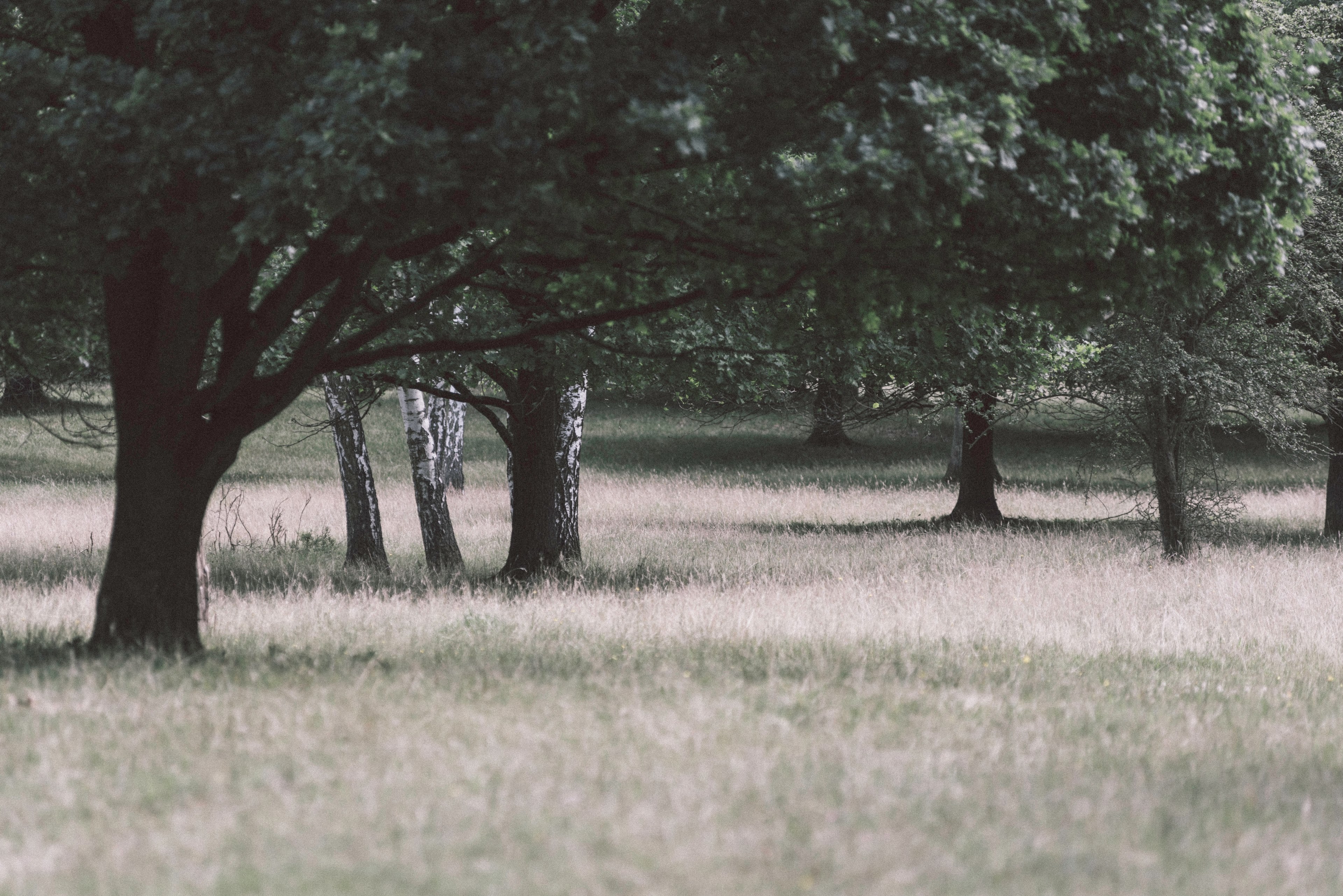 tree wanderlust travelling and walking 4k, HD Wallpaper