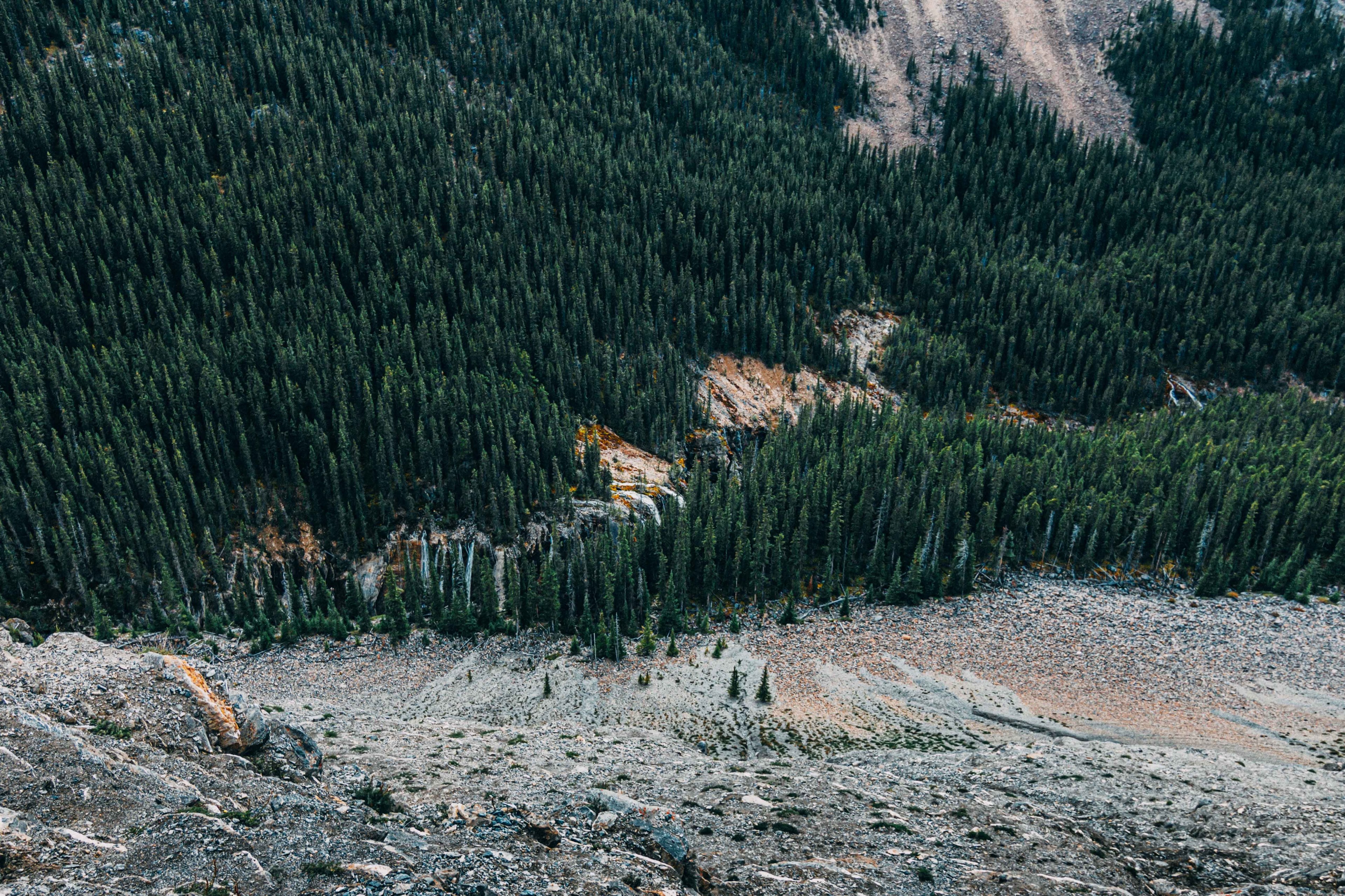 a high angle shot of a vast coniferous forest at the foot of a hill in jasper, coniferous forest near a hill 4k, HD Wallpaper