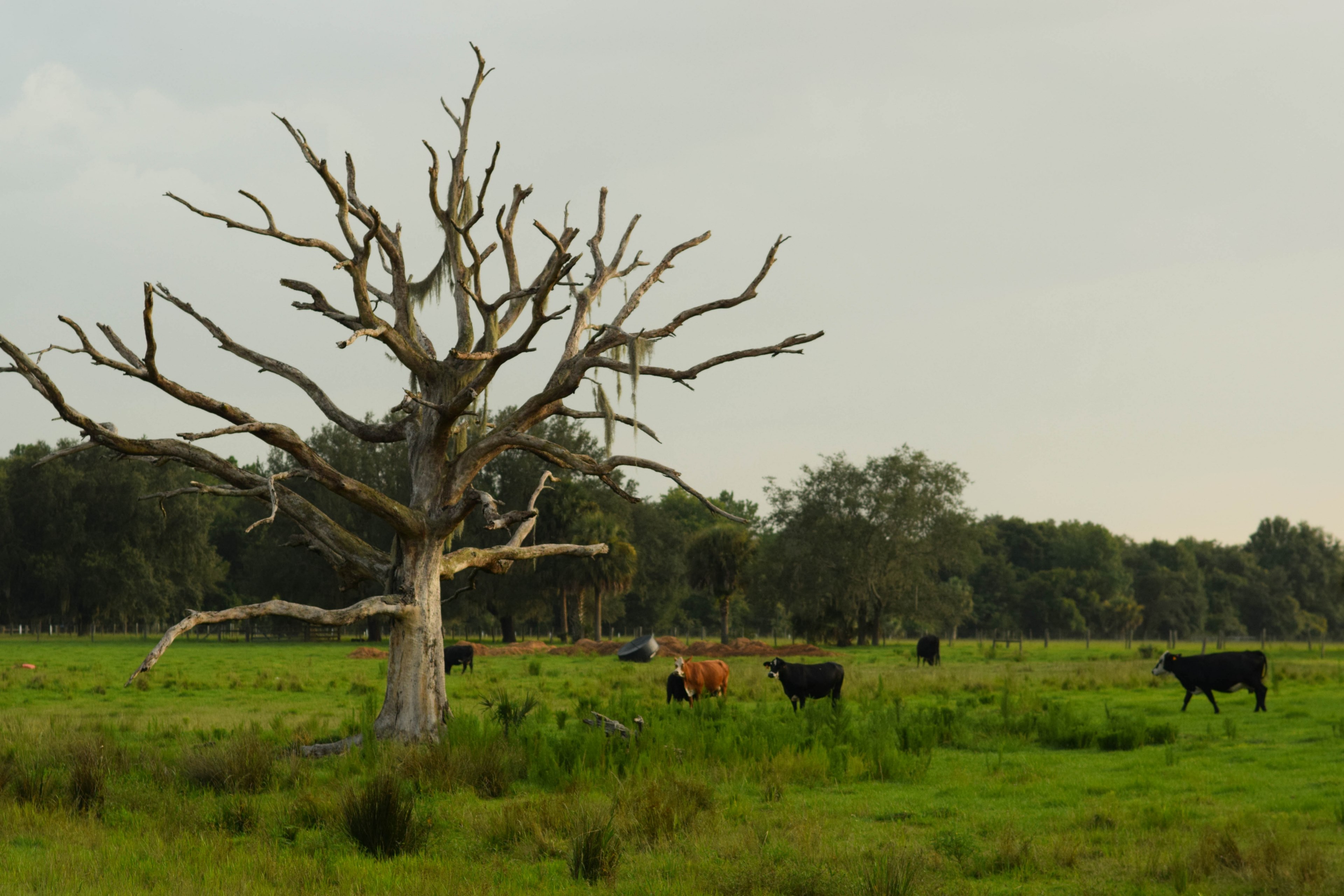 landscape tree cow and pasture 4k, HD Wallpaper