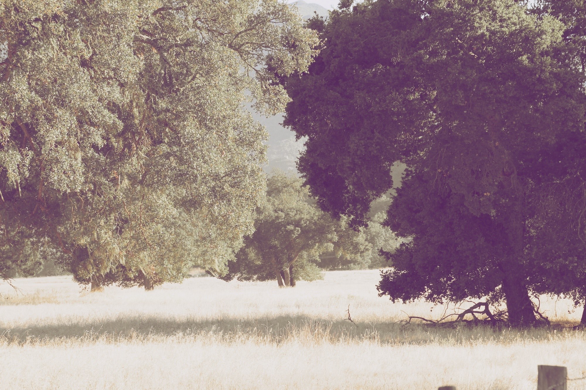 a pale shot of a group of leafy trees in a field, pale tree shade 4k, HD Wallpaper