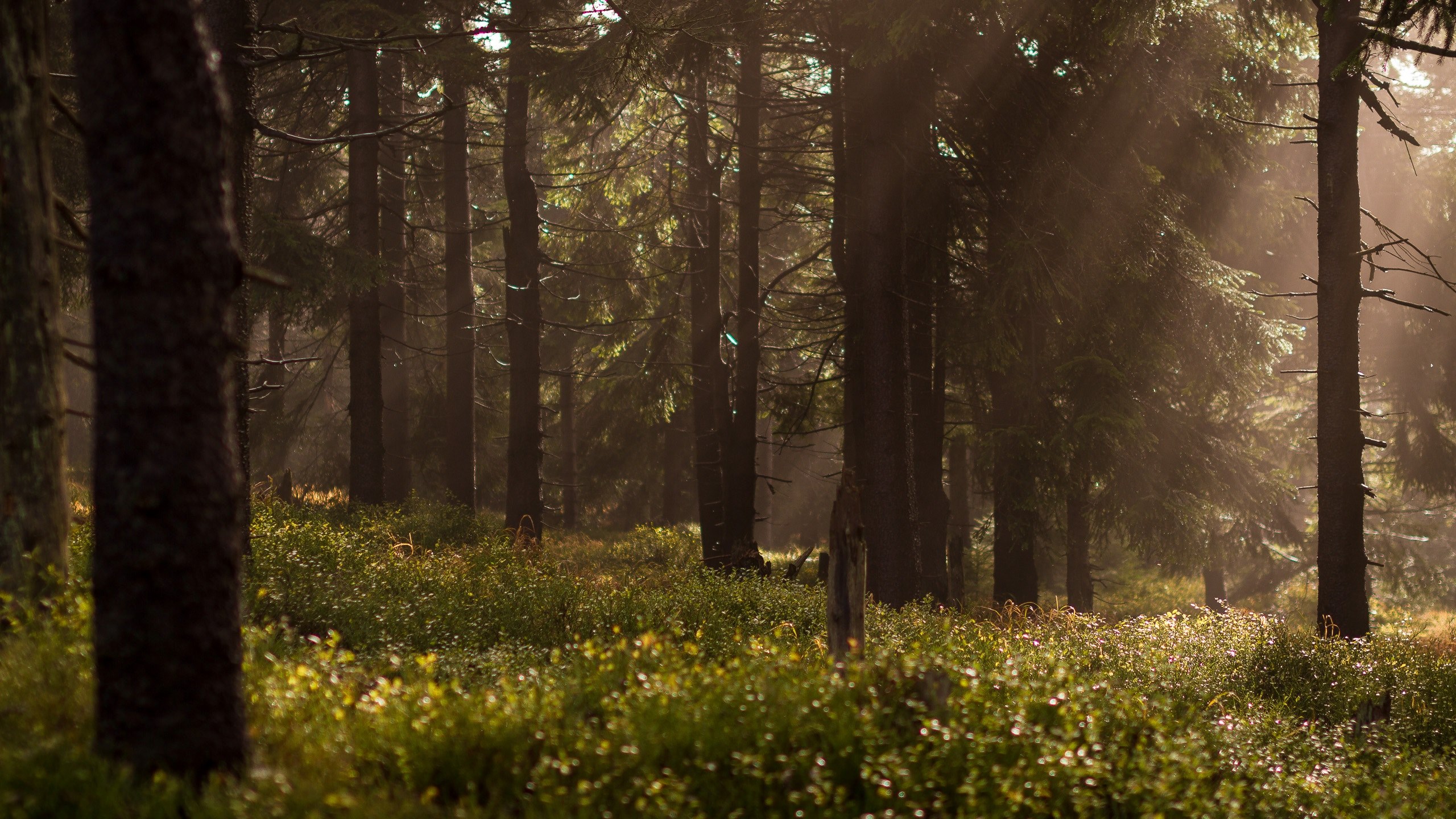 grass and trees in a forest with rays of sunlight peeking through, sun peeking through the trees 4k, HD Wallpaper