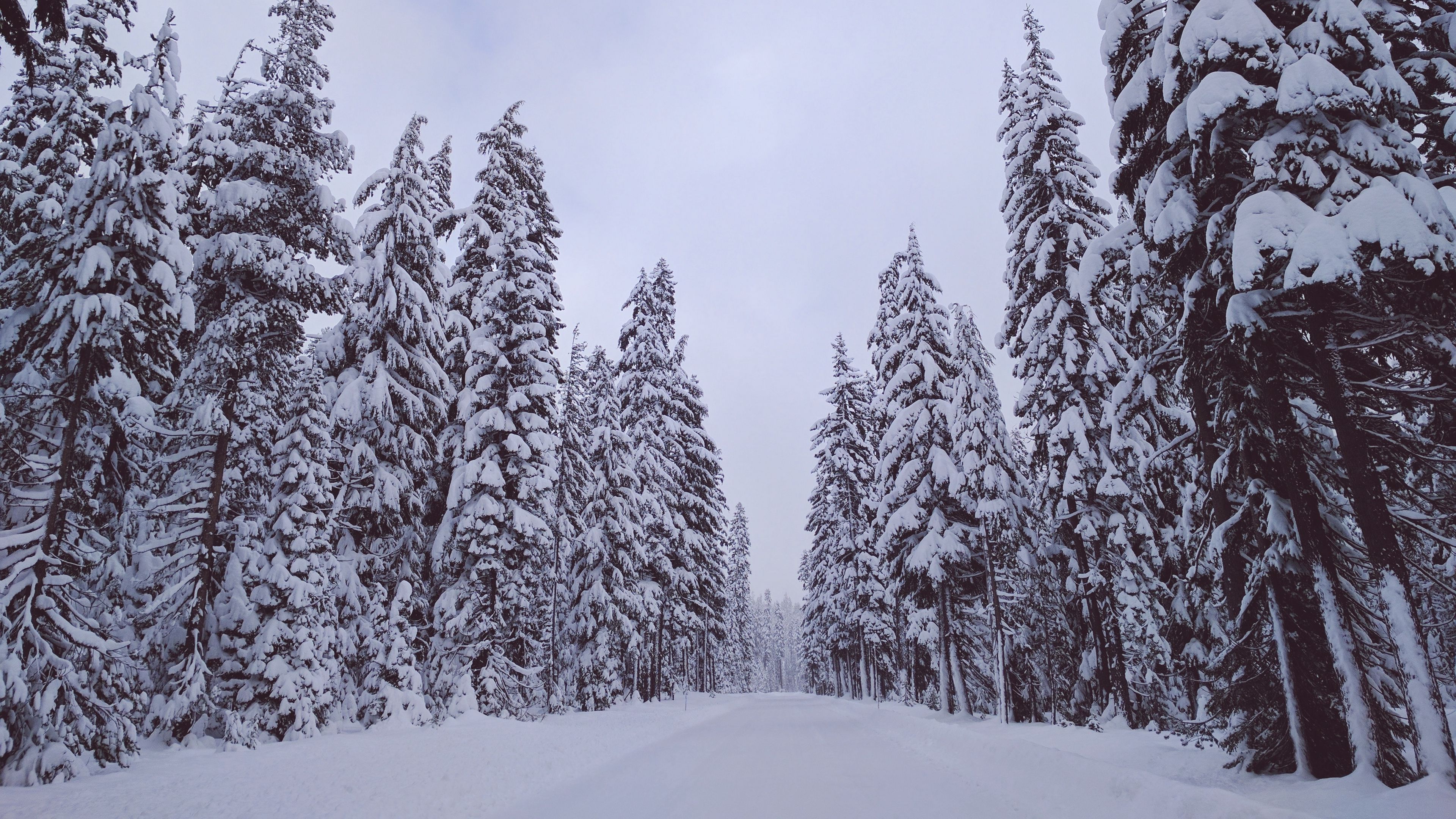 trees, snow, winter, 4k, HD Wallpaper