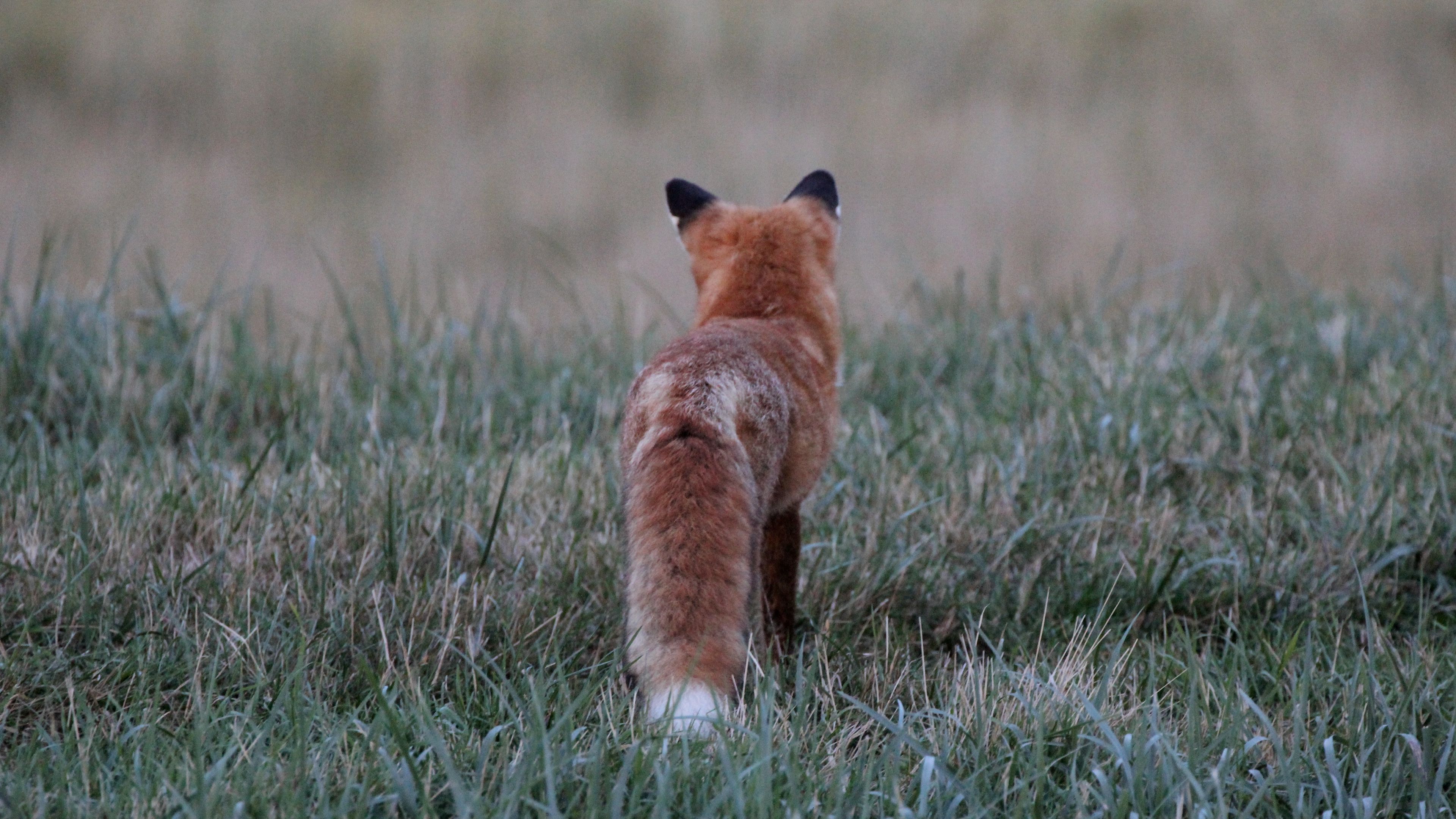 fox, grass, furry, 4k, HD Wallpaper