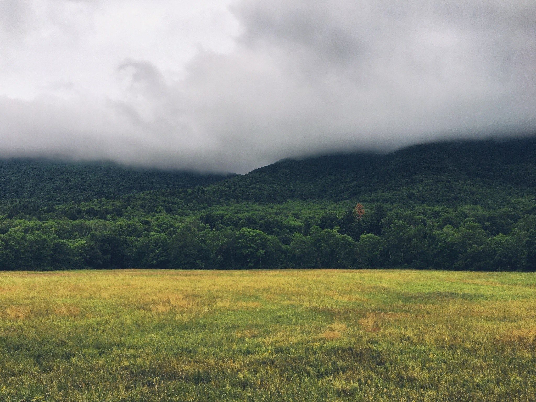 grassland with thick fog hovers over the catskill mountains, fog over catskill mountains 4k, HD Wallpaper