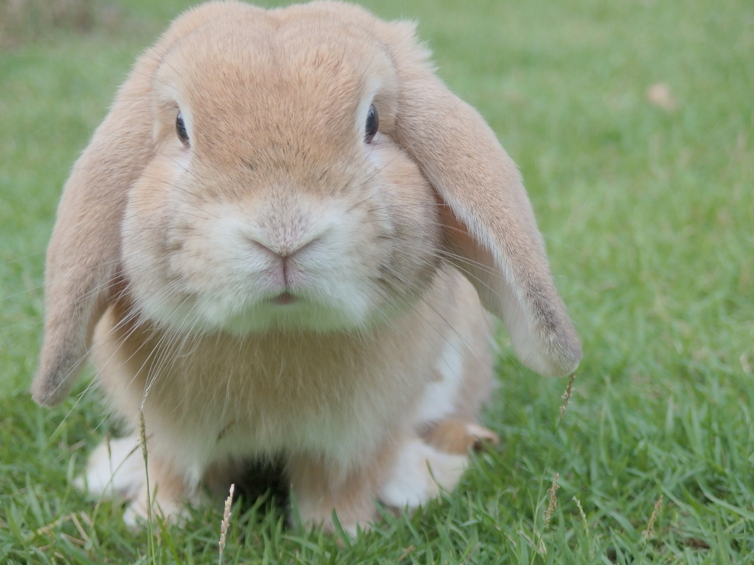 rabbit bunny pet and fluffy 4k, HD Wallpaper