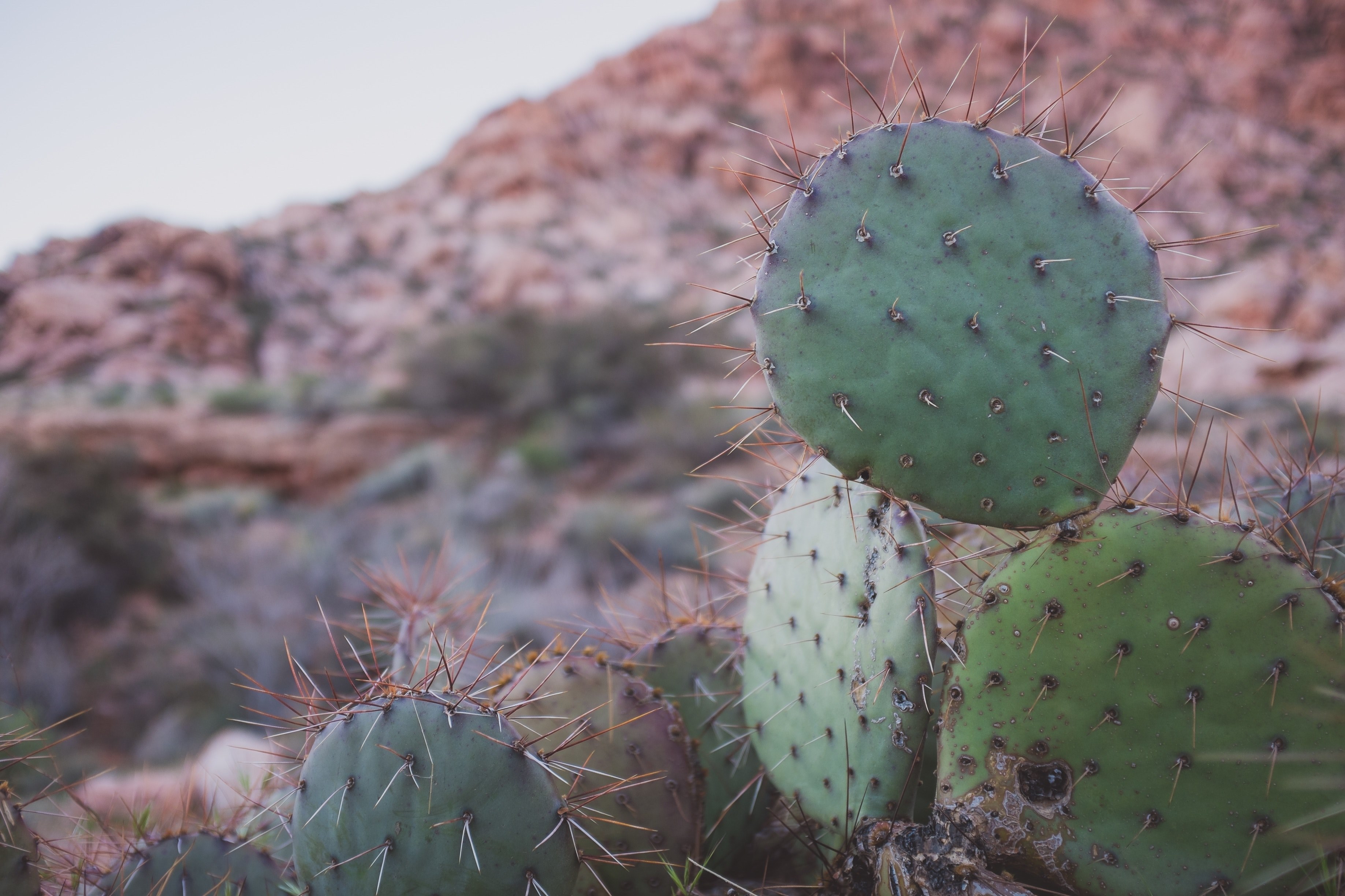 hiking mountain nevada and las vega 4k, HD Wallpaper