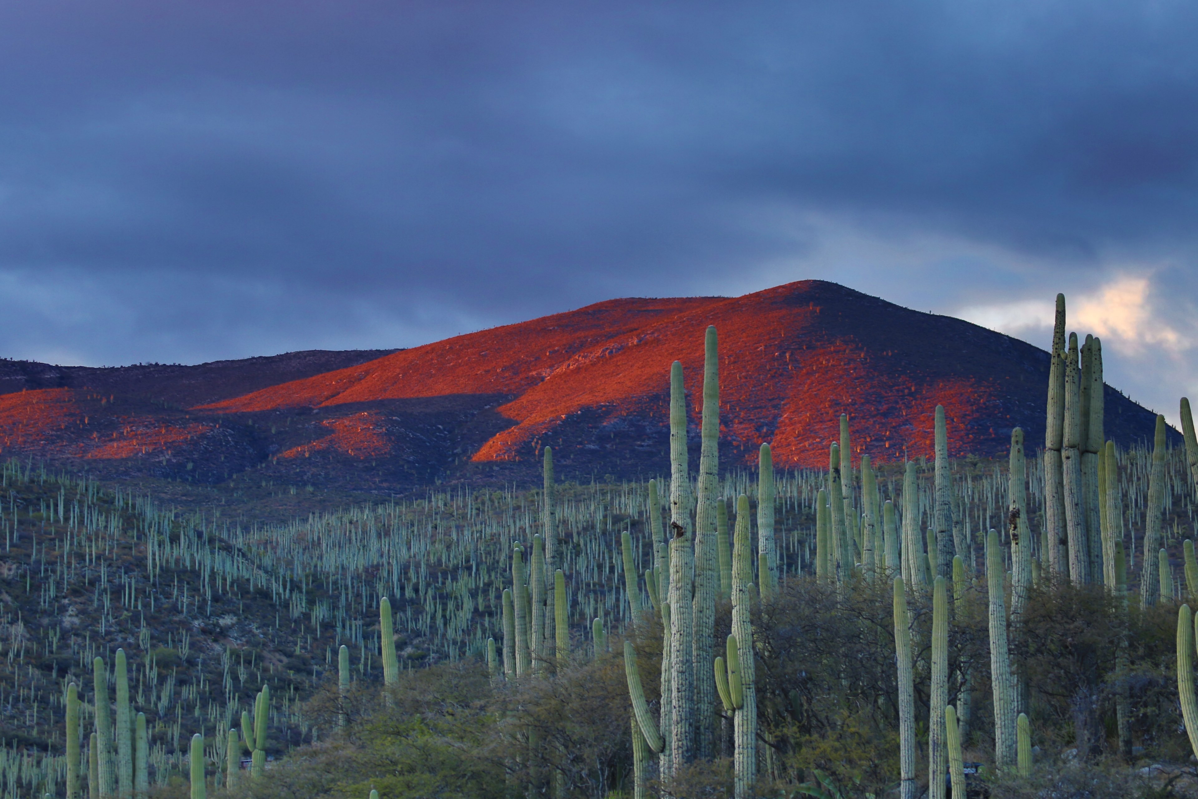 cacti and red mountains in the desert at dusk, desert at dusk 4k, HD Wallpaper