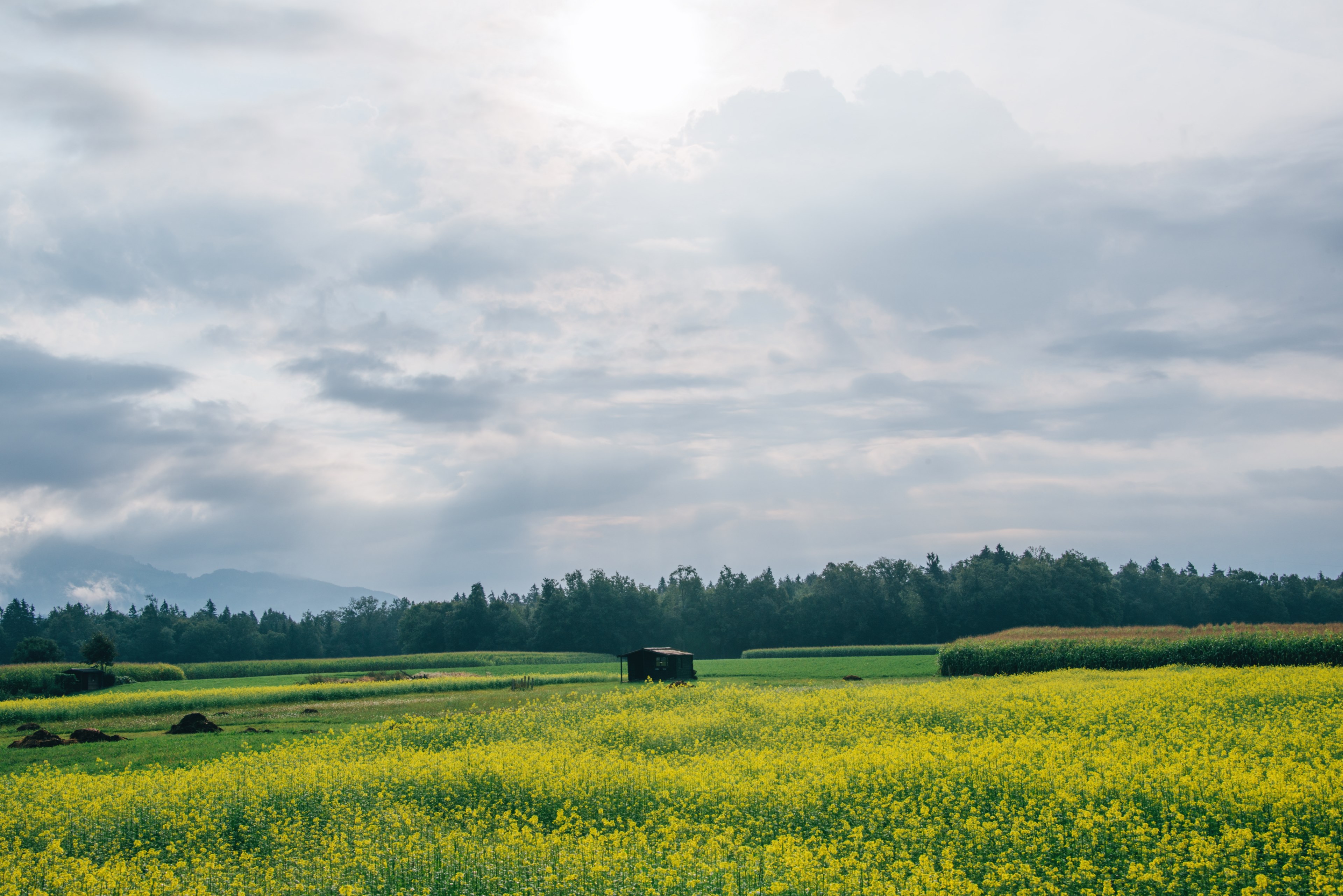 yellow flowered plants in a meadow near a cabin in kranj, yellow meadow and a cabin 4k, HD Wallpaper