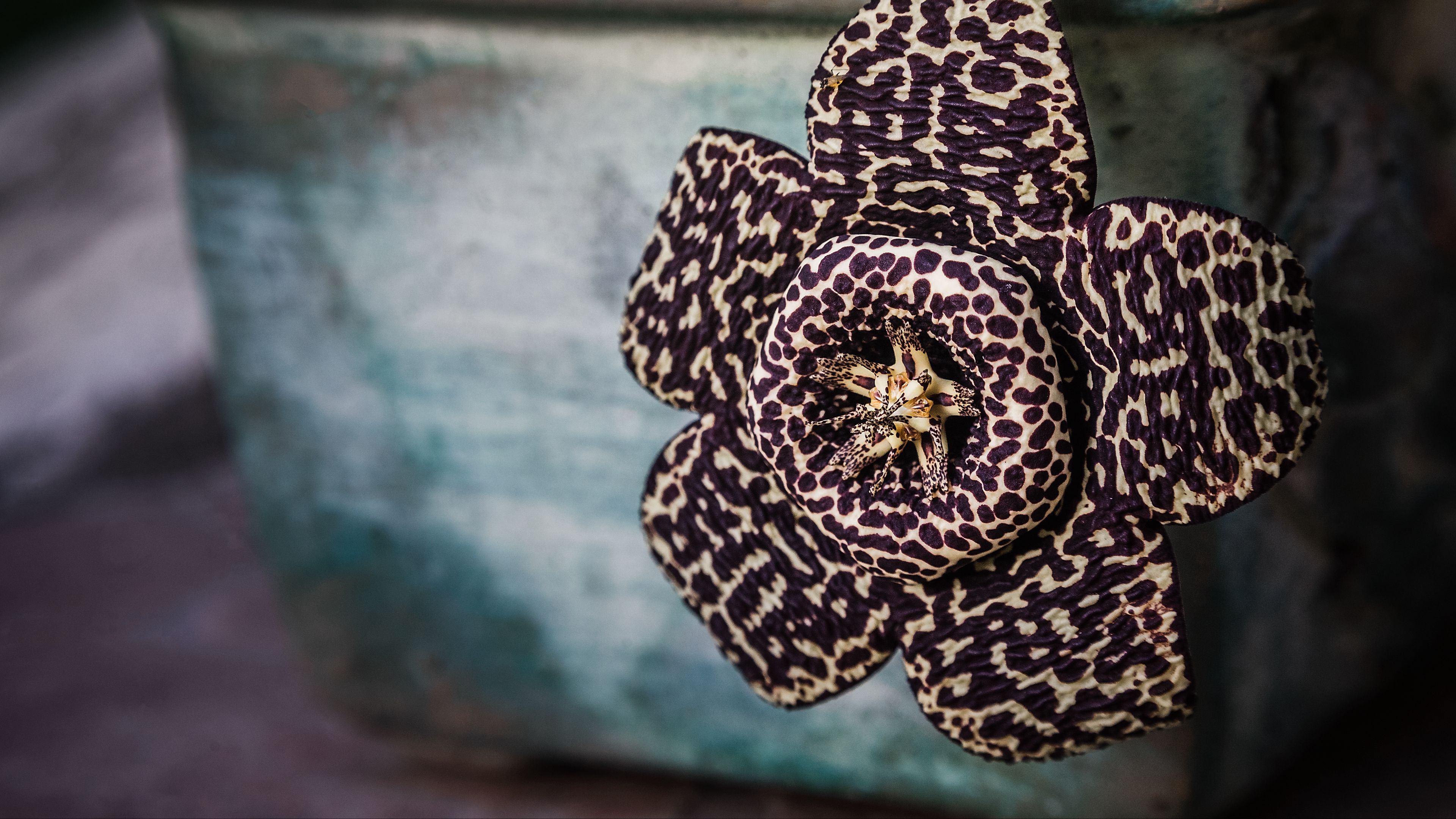 cactus, flower, unusual, spotted, 4k, HD Wallpaper