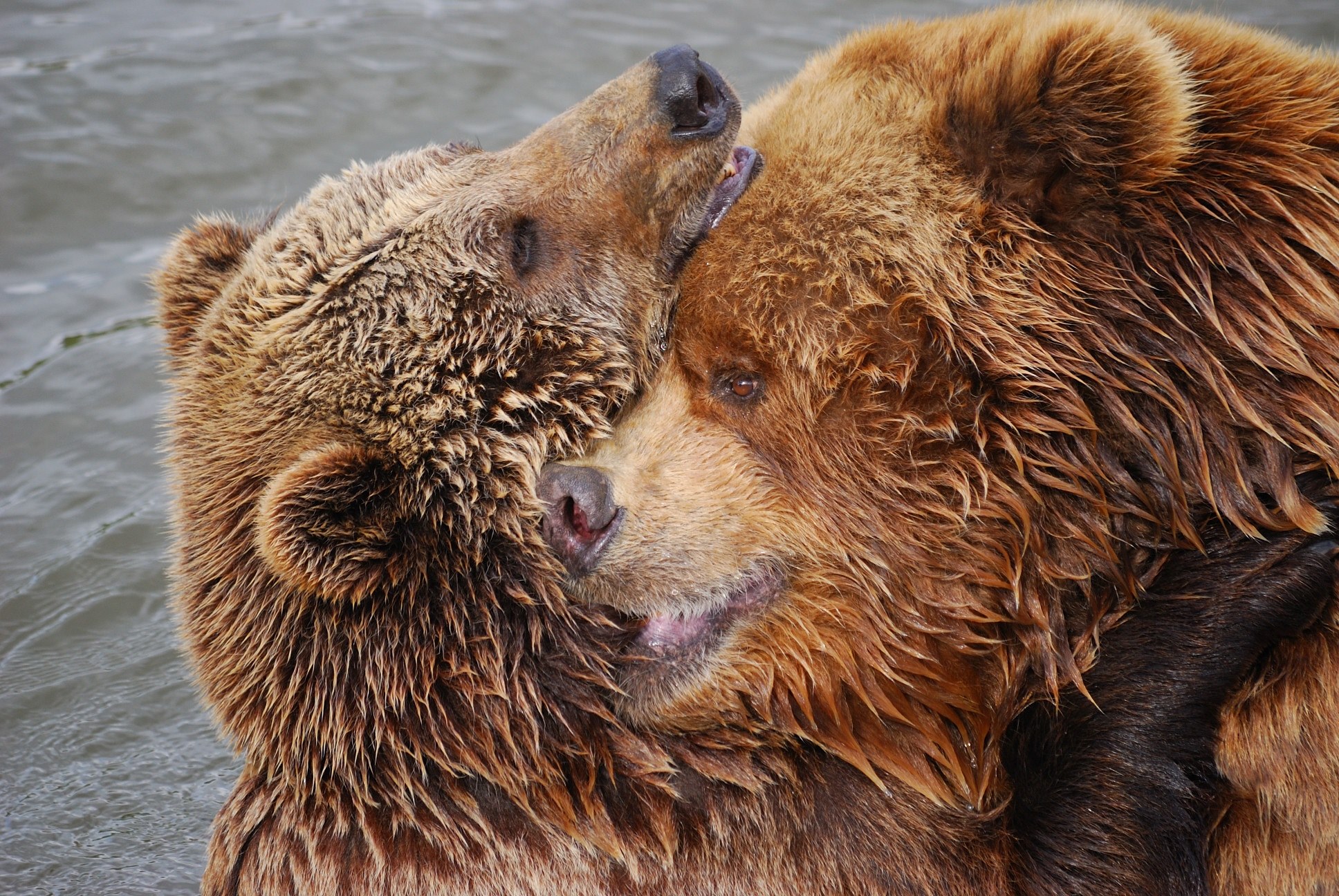 mammal bear and brown bear 4k, HD Wallpaper