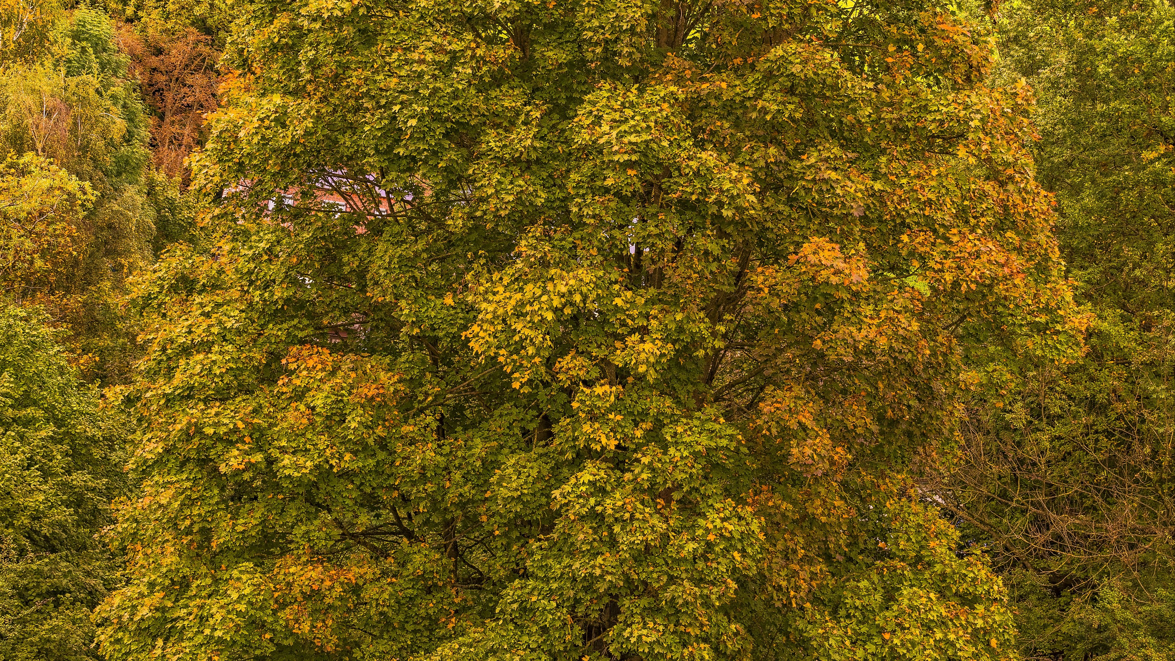 trees, autumn, foliage, 4k, HD Wallpaper