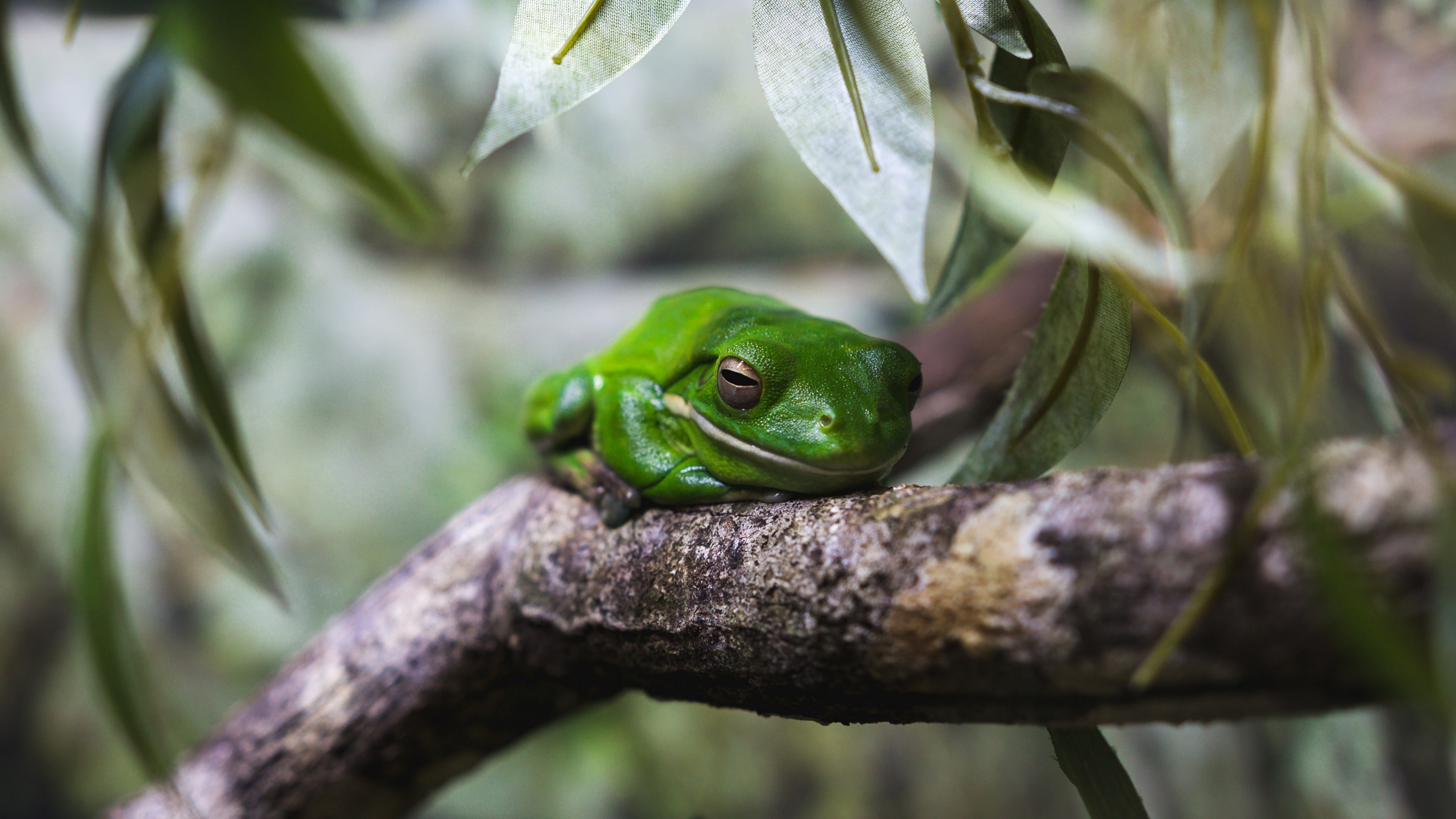 frog fauna eyed tree frog and wildlife 4k, HD Wallpaper