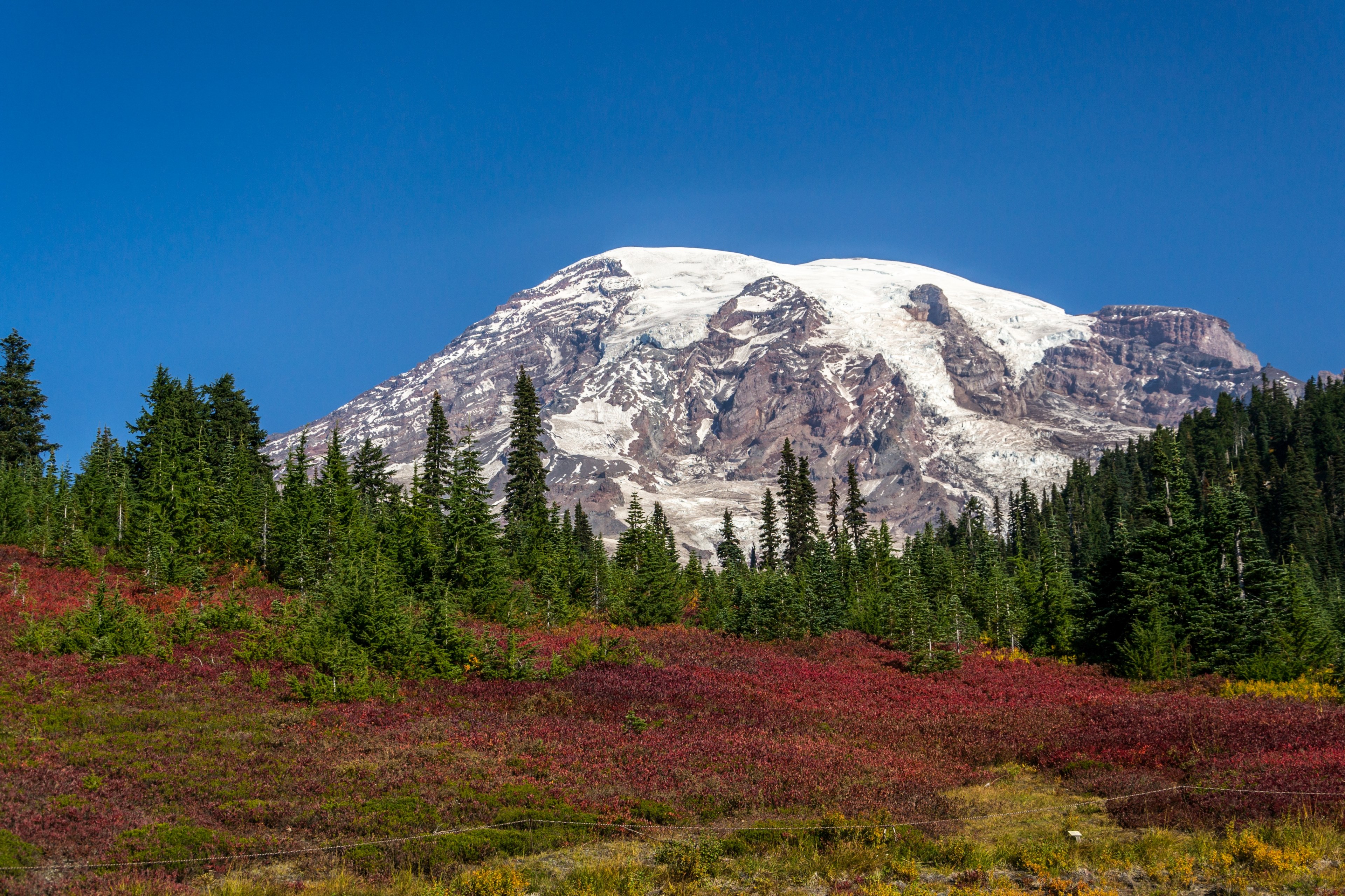 a red meadow and an evergreen forest at the foot of a snowy mountain, colorful landscape with a snowy mountain 4k, HD Wallpaper
