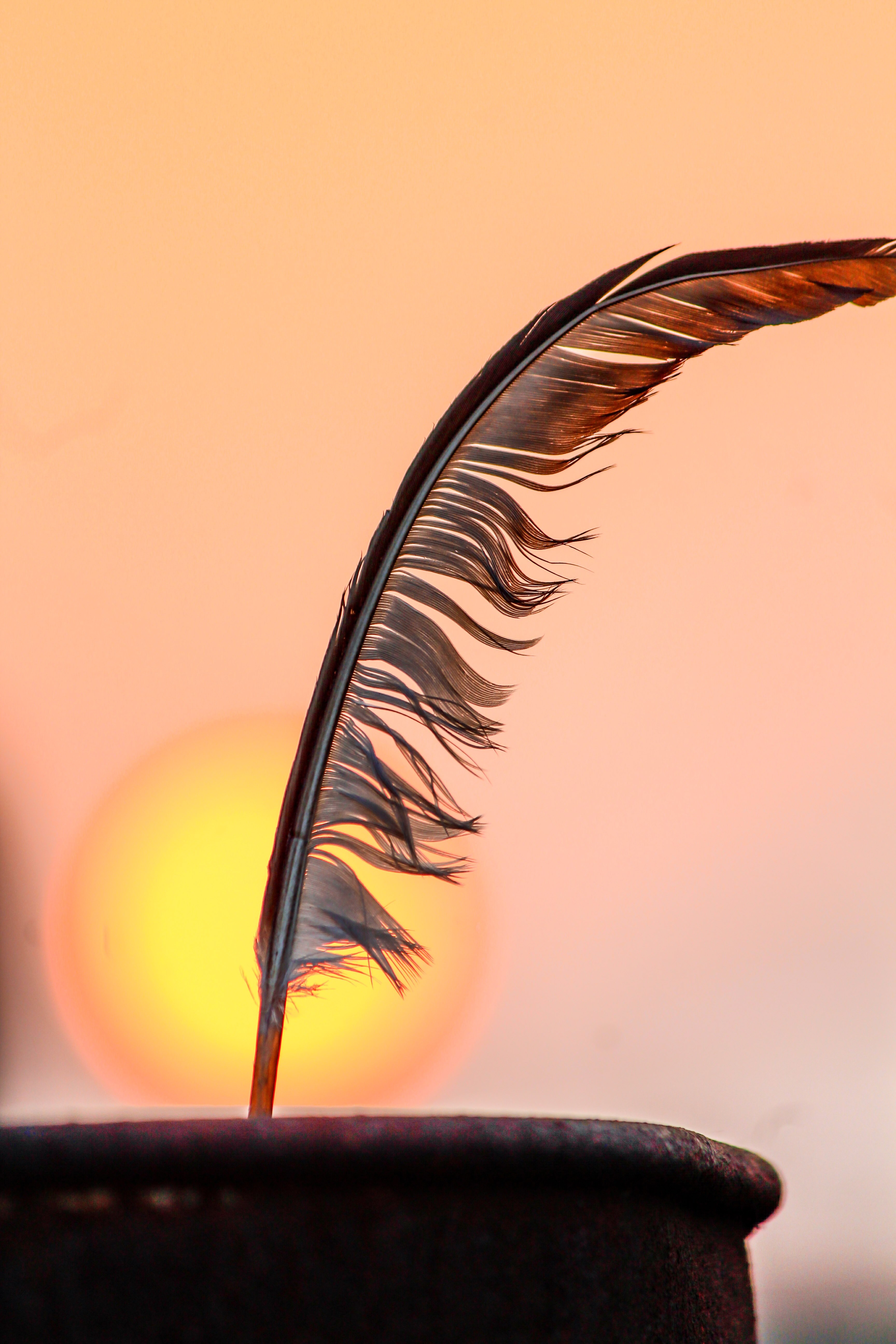 animal pattern quill and element hd, 4k, Phone HD Wallpaper