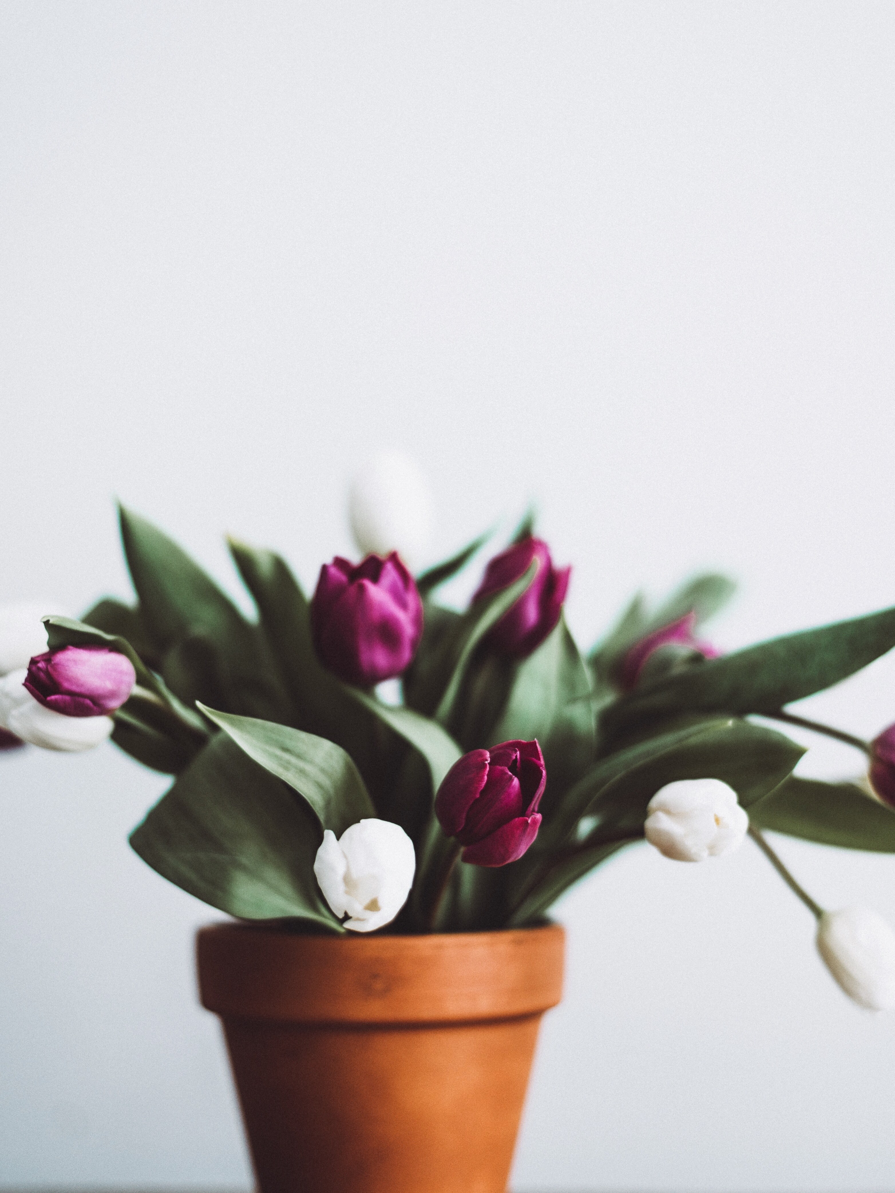 potted spring 4k, Phone HD Wallpaper