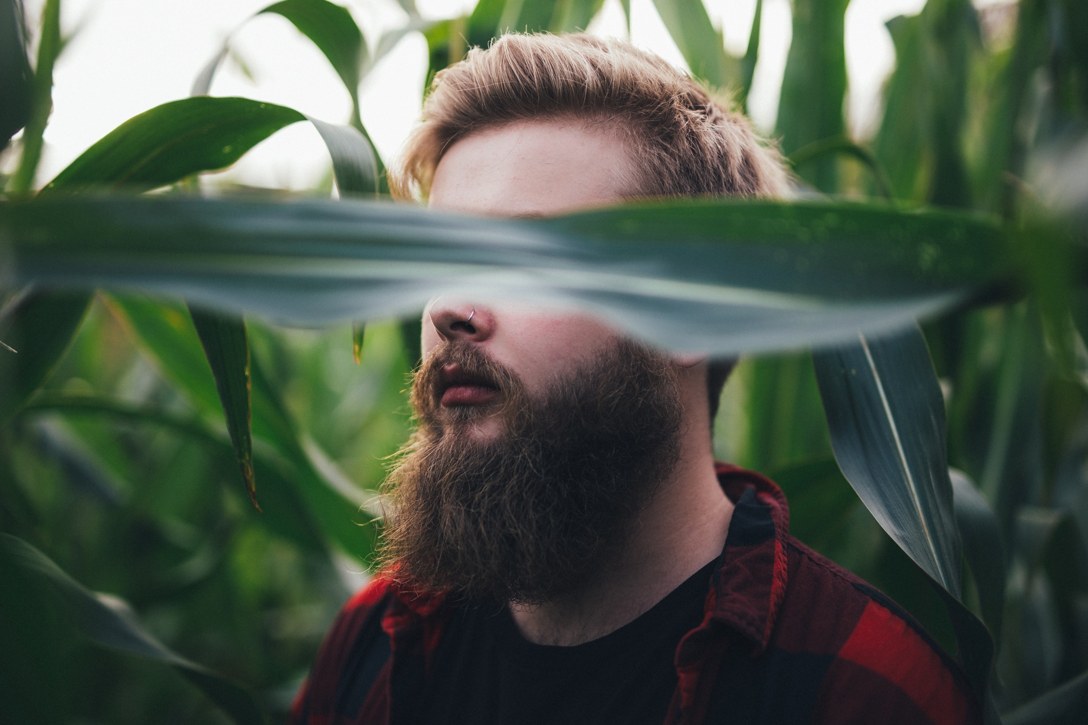 beard man plant and person 4k, HD Wallpaper