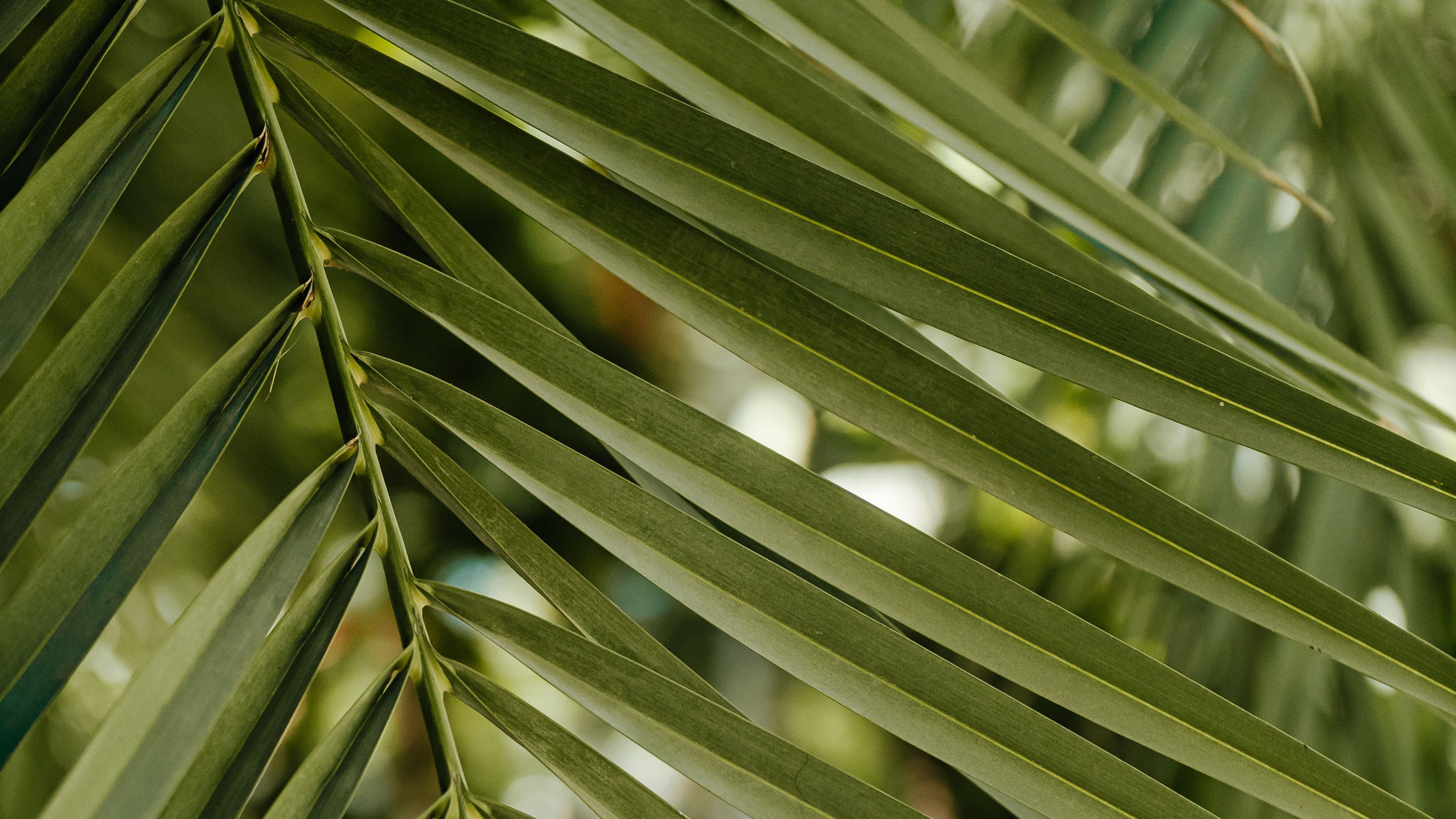 green, leaf, stem, 4k, HD Wallpaper