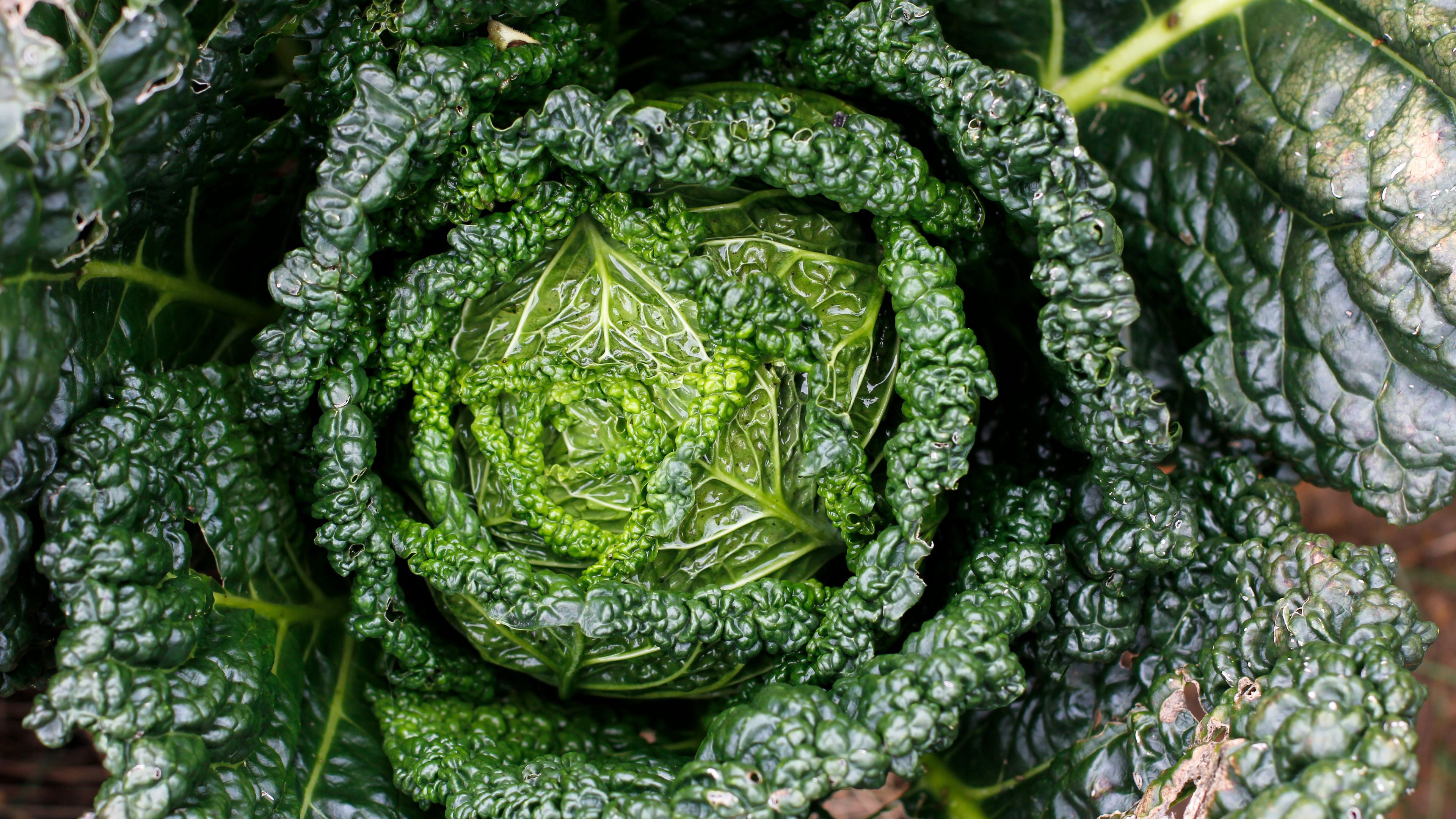cabbage, greens, leaves, close-up, 4k, HD Wallpaper
