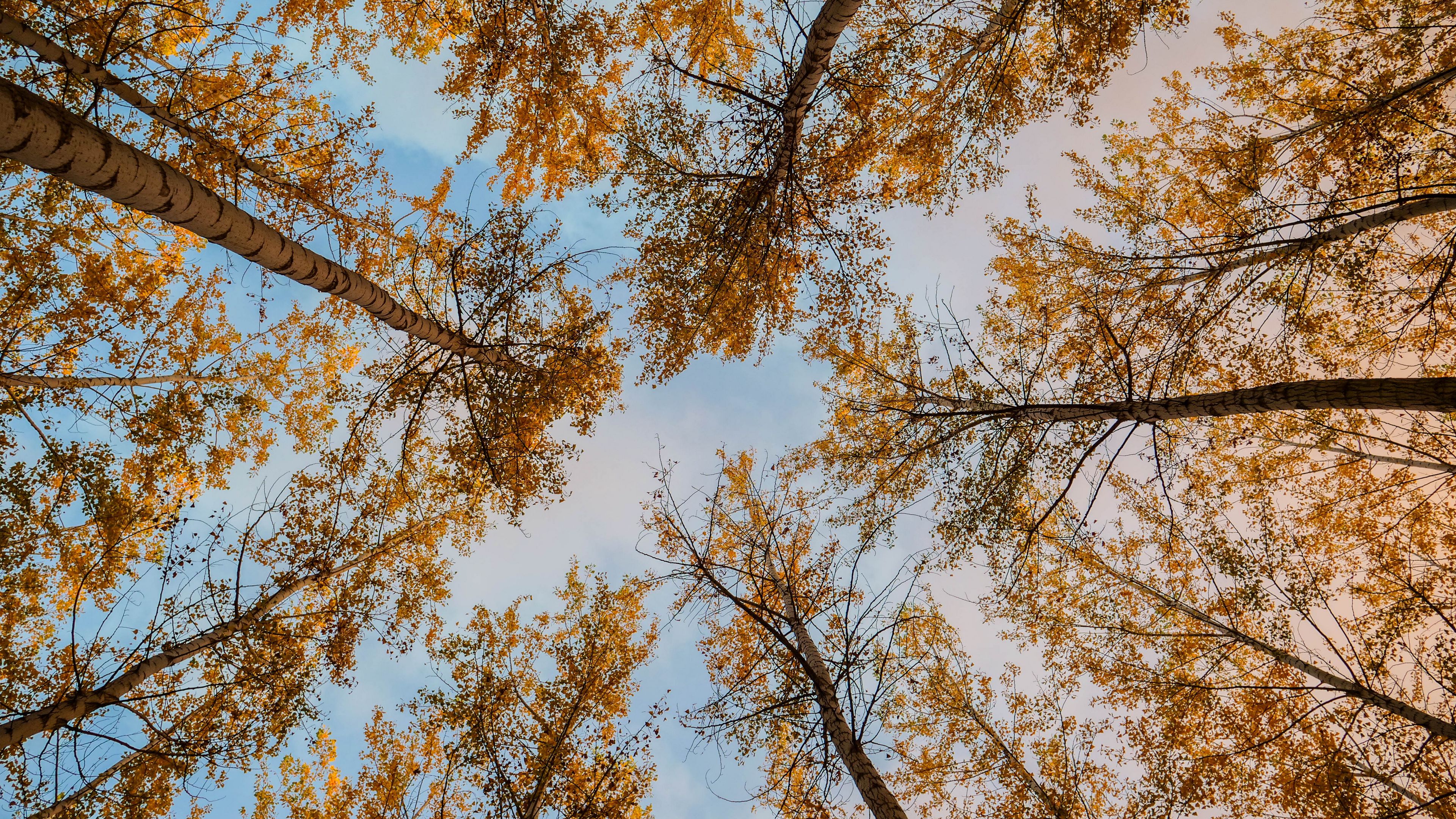 trees, autumn, bottom view, 4k, HD Wallpaper