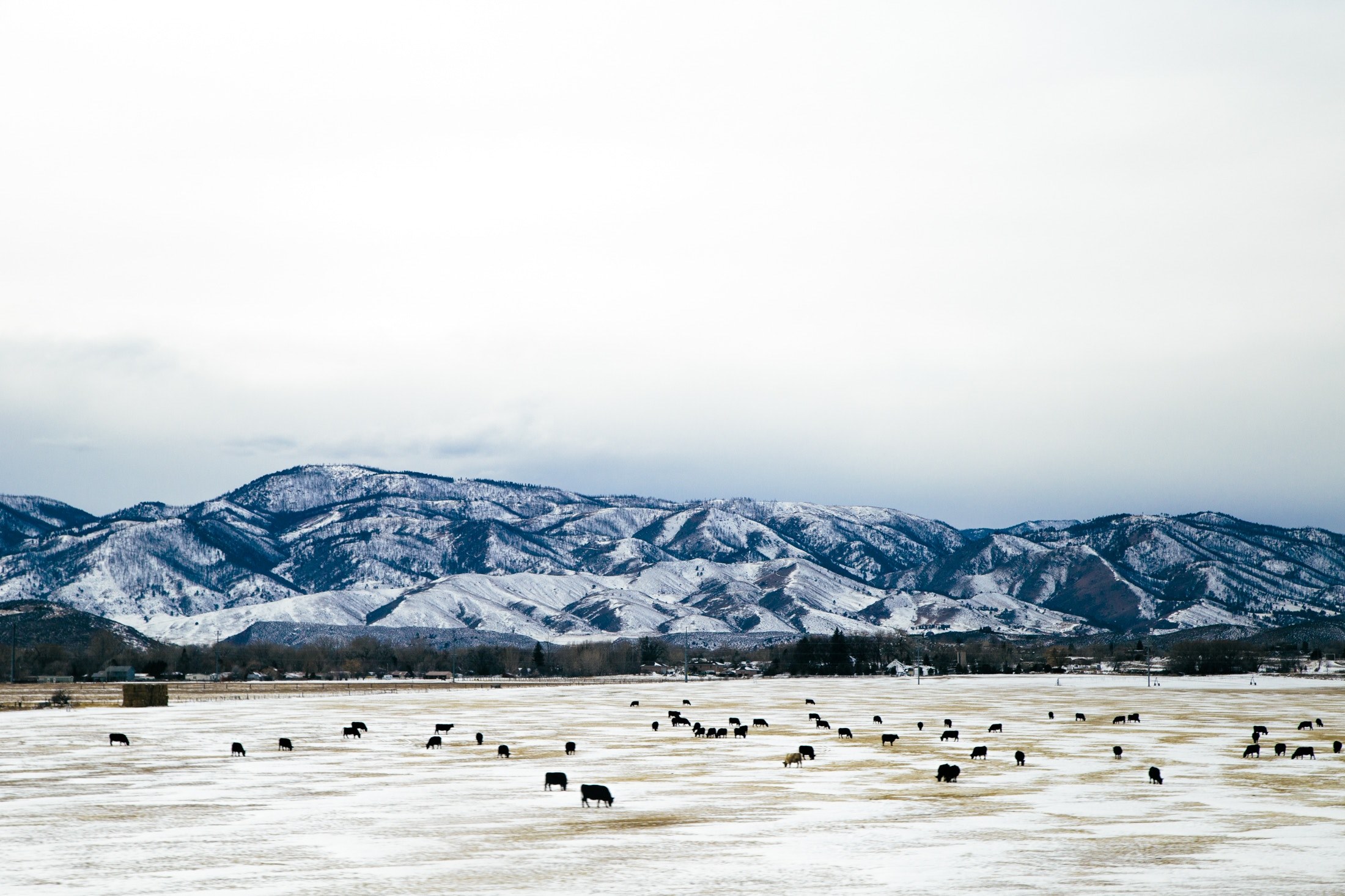 livestock graze on the grassy snowy plain below a distant mountain range, livestock graze snow mountain 4k, HD Wallpaper