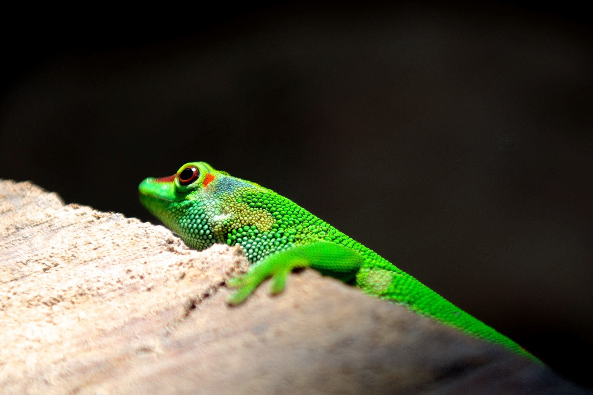 green lizard climbs on rock in the wild, colorful wildlife 4k, HD Wallpaper
