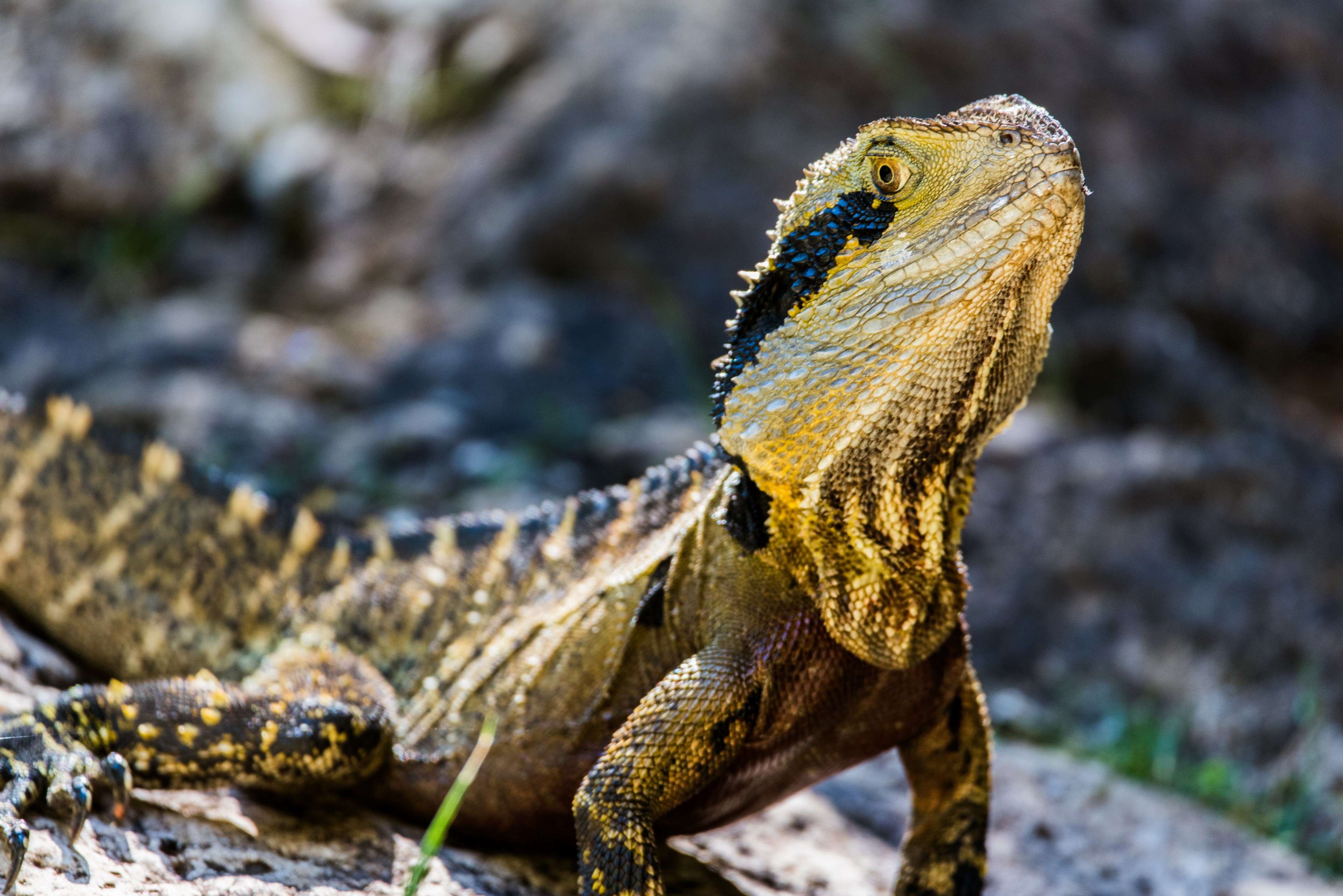 a lizard with vibrant scales sitting on a rock in the wild, lizard on rock 4k, HD Wallpaper