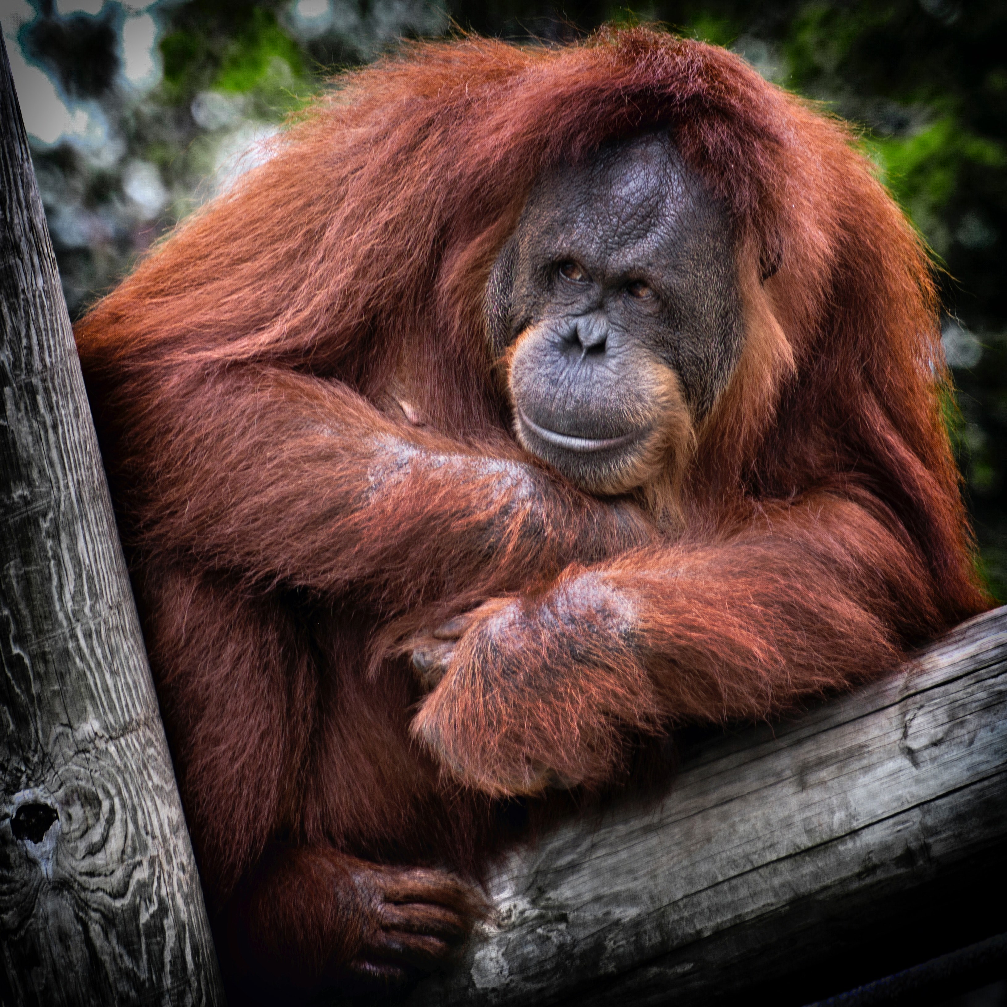 orangutan balanced up on a tree clutching something at his chest, orangutan on a tree 4k, HD Wallpaper