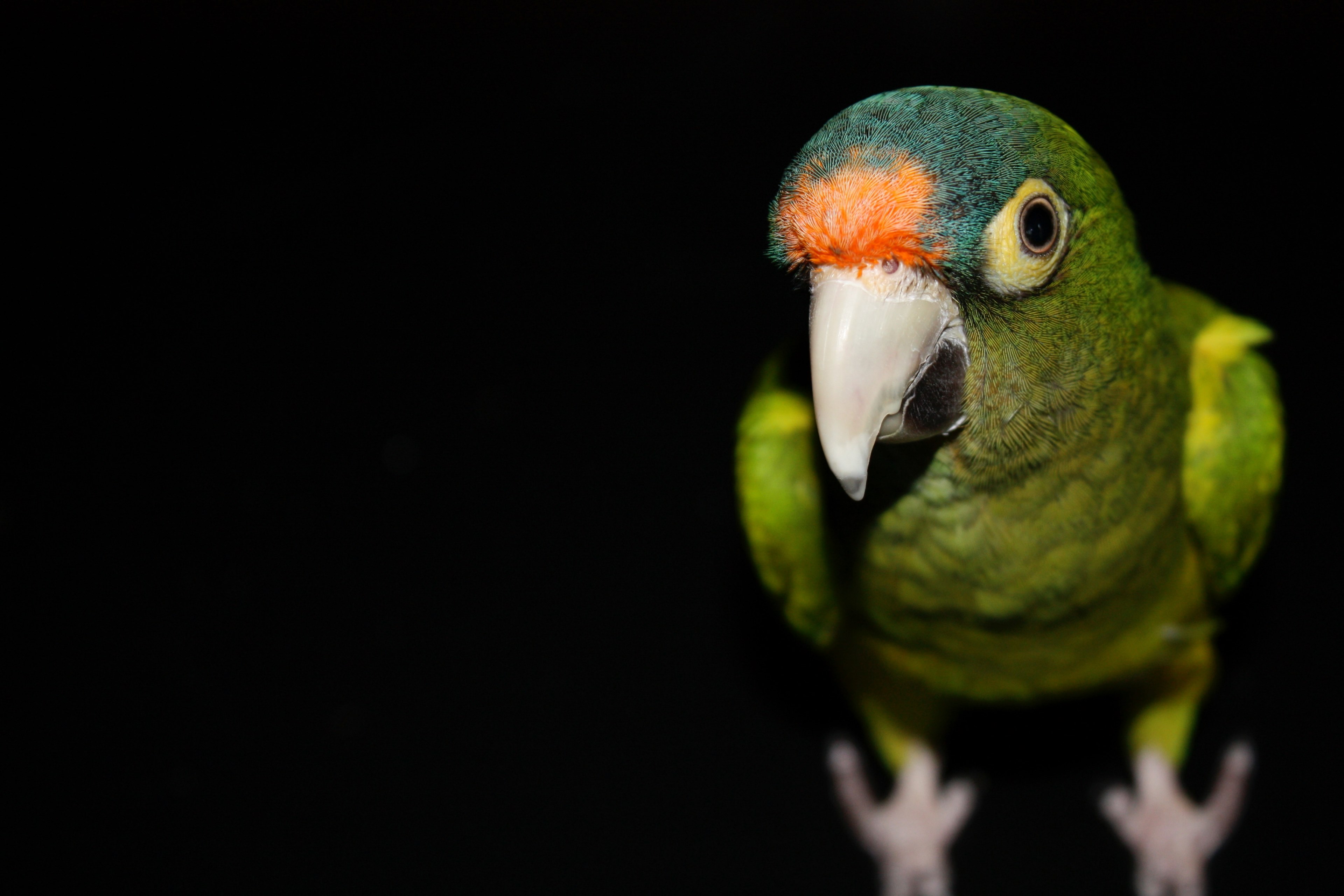 green parrot with an orange forehead against black background, parrot 4k, HD Wallpaper